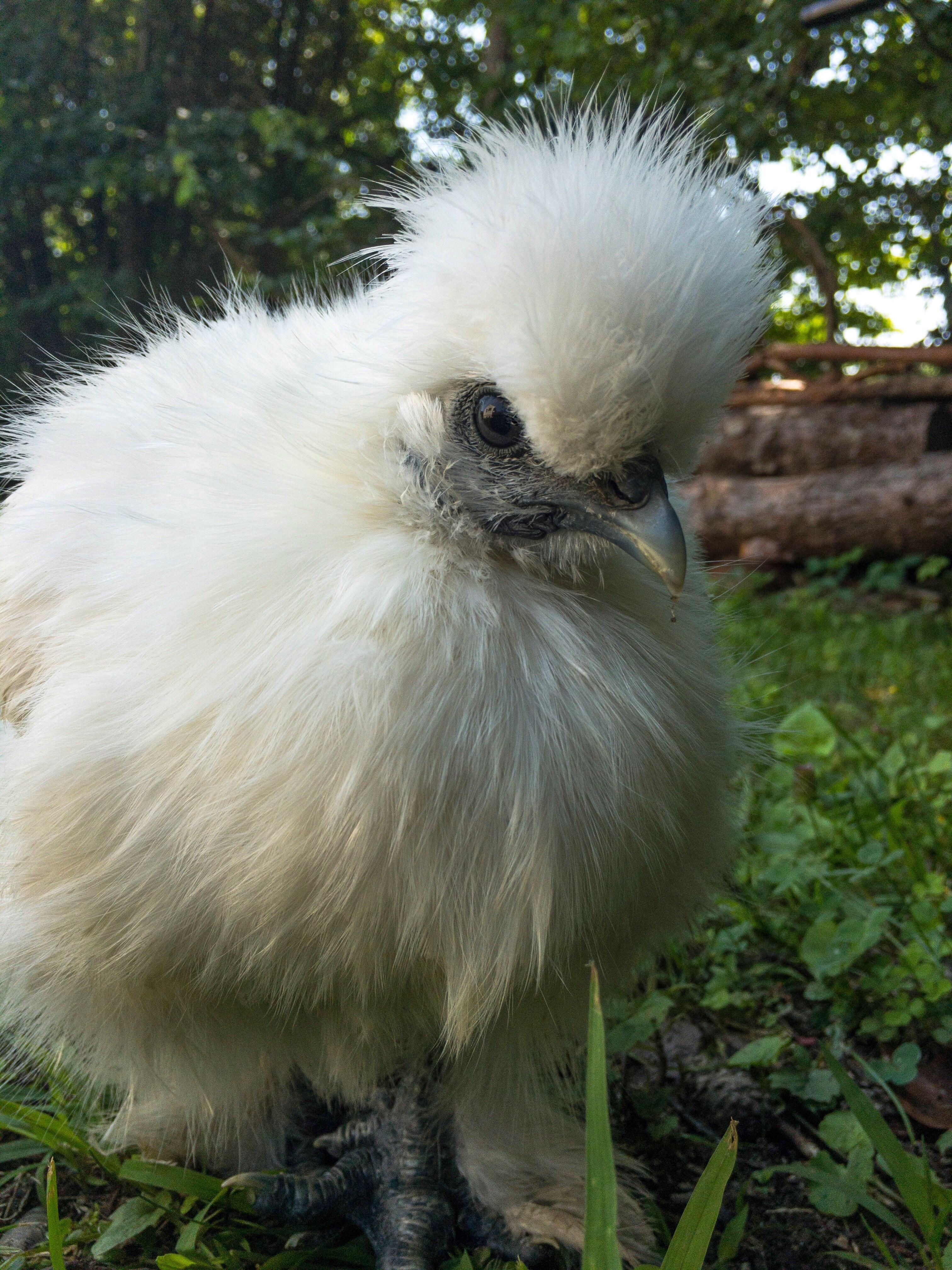 Just gave the tiny puff's majestic head fluff a trim so that it'd stay