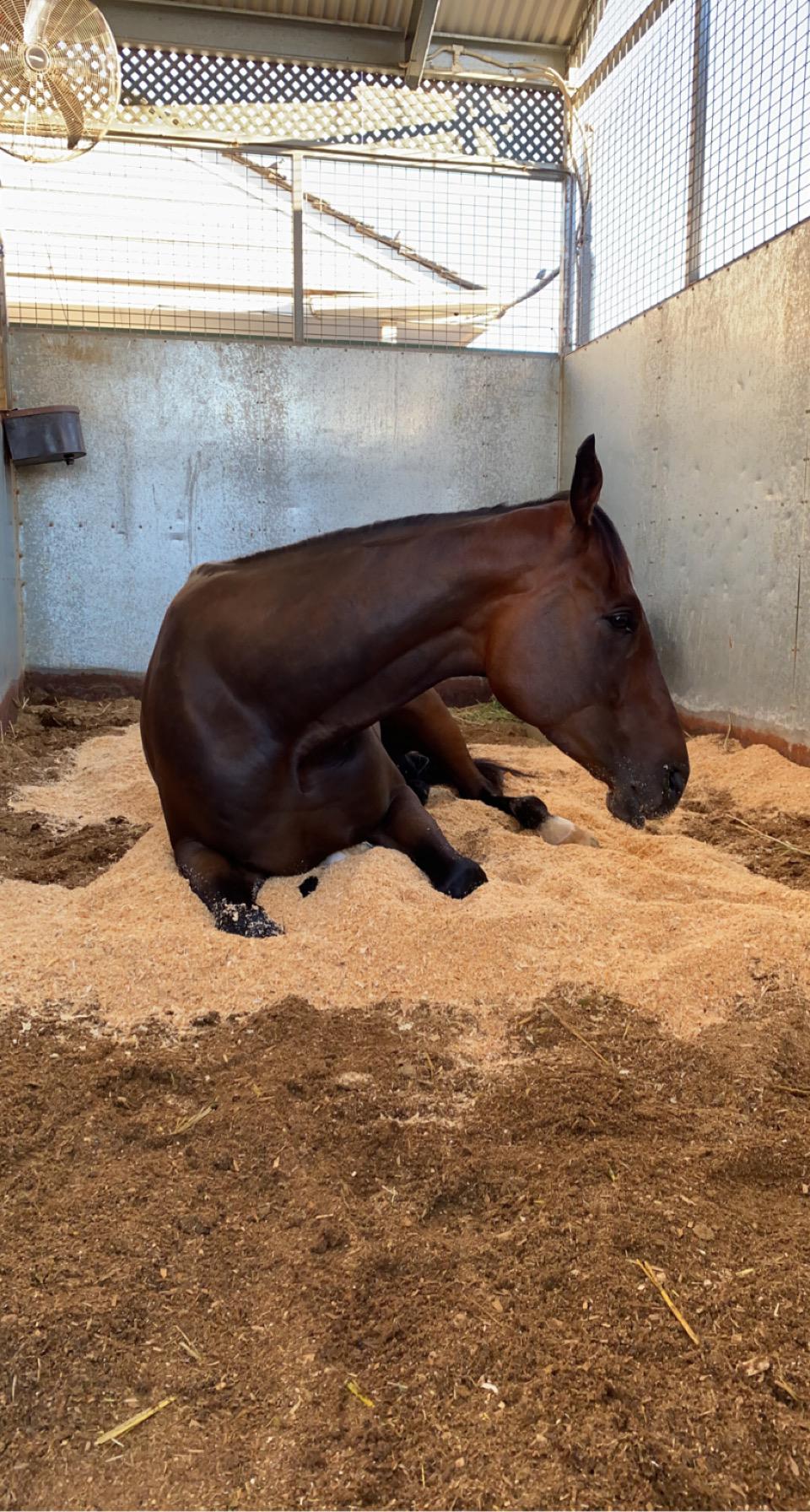 Anyone else's horses really love new sawdust day? r/Horses