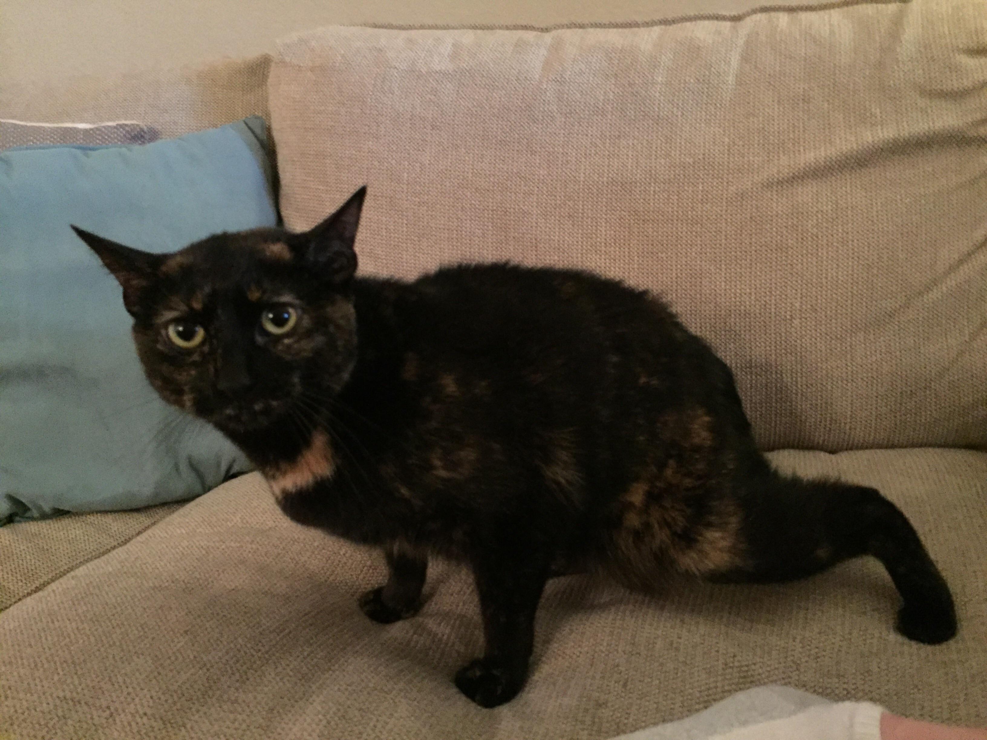 This is my cousin’s cat, Kya. She was born without tail. cats