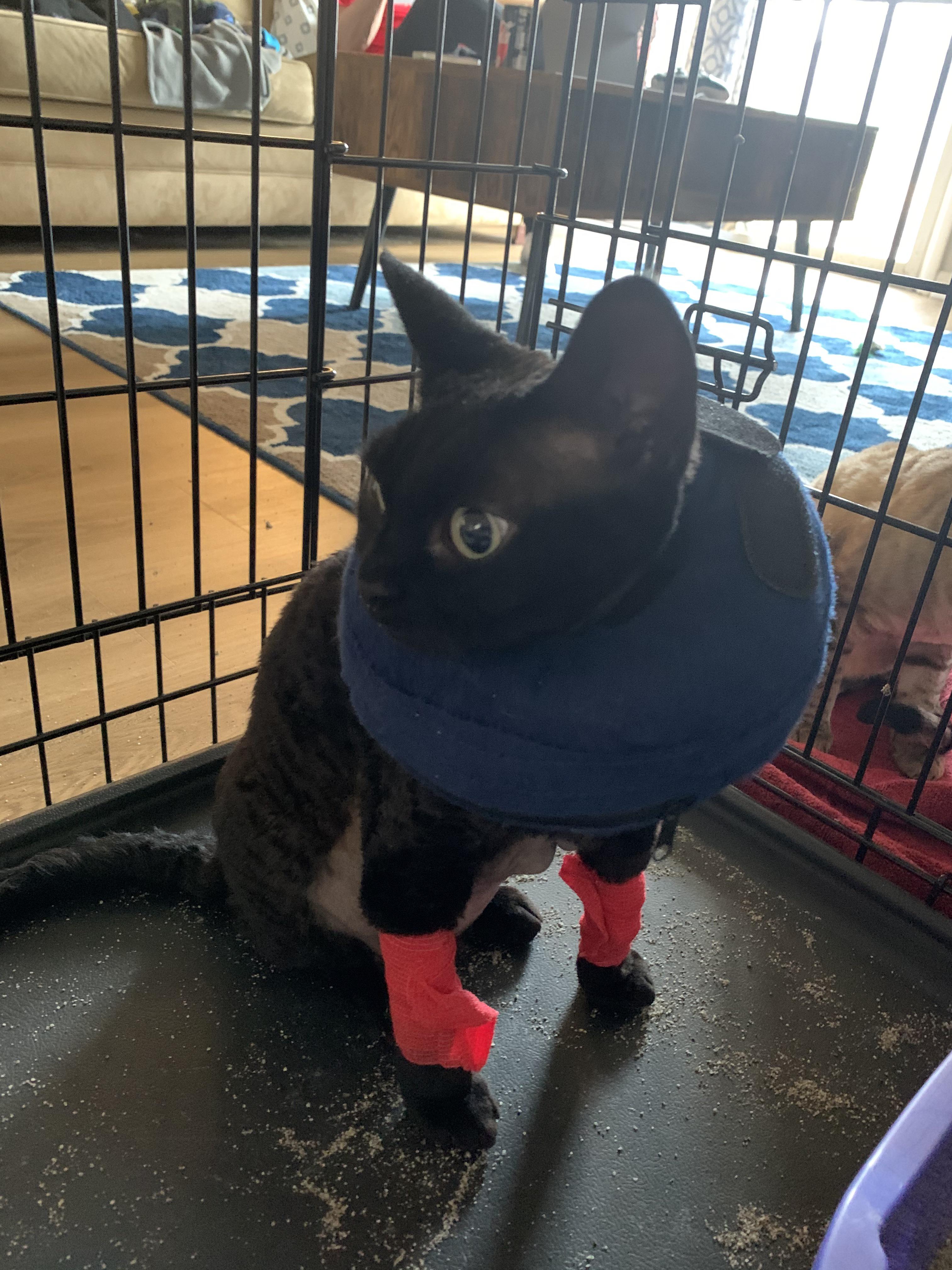 Link had surgery to fix a hernia on his diaphragm. Send him lots of