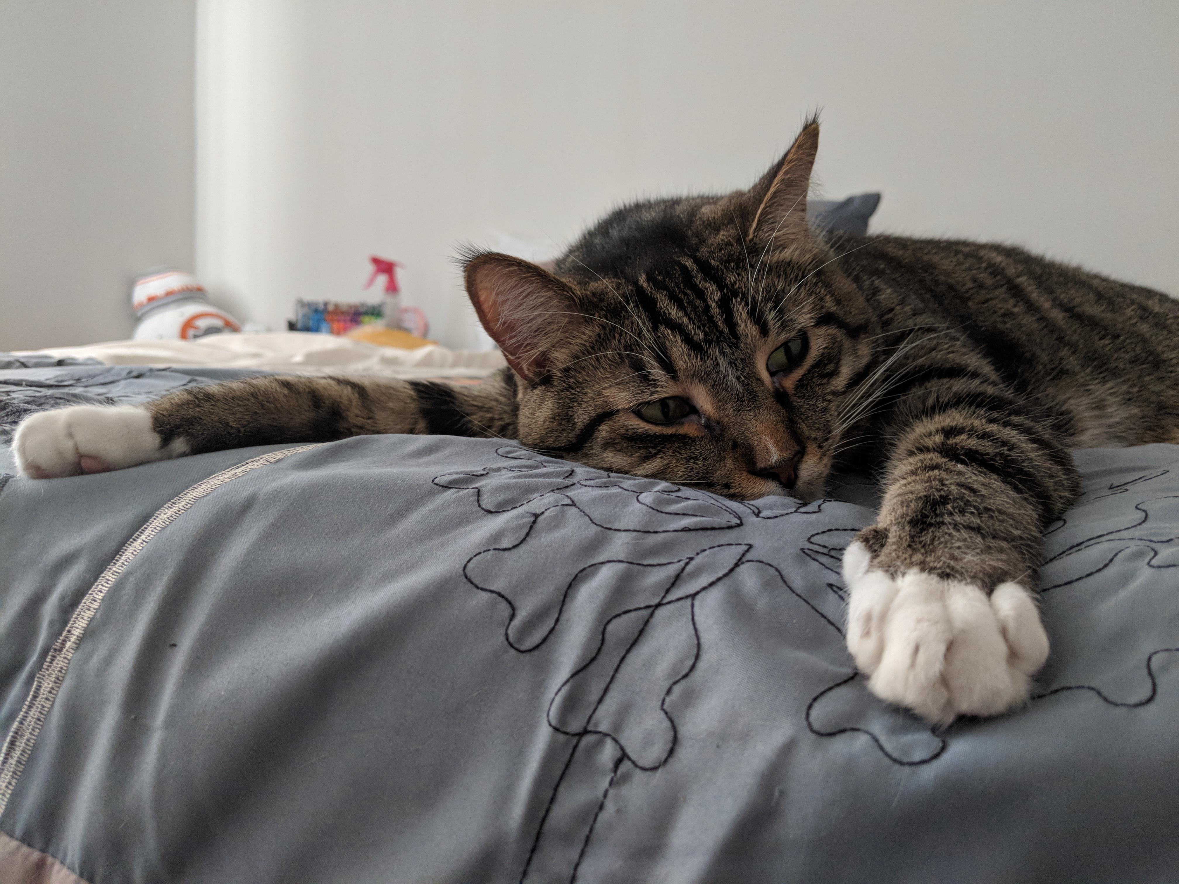 Thank God it's Friday...And electric blankets. Link r/cats