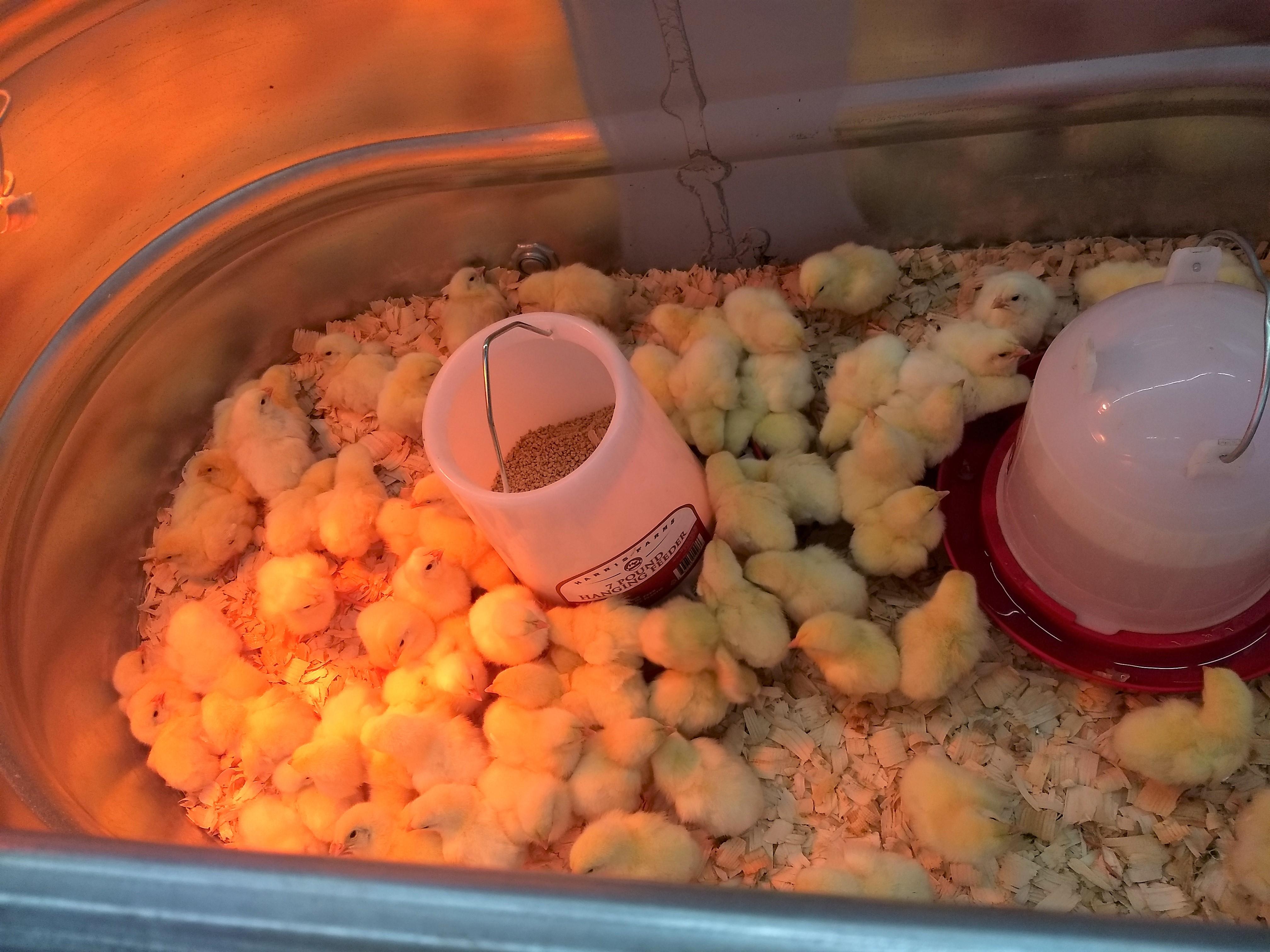 Yesterday at Tractor Supply Co. r/BackYardChickens