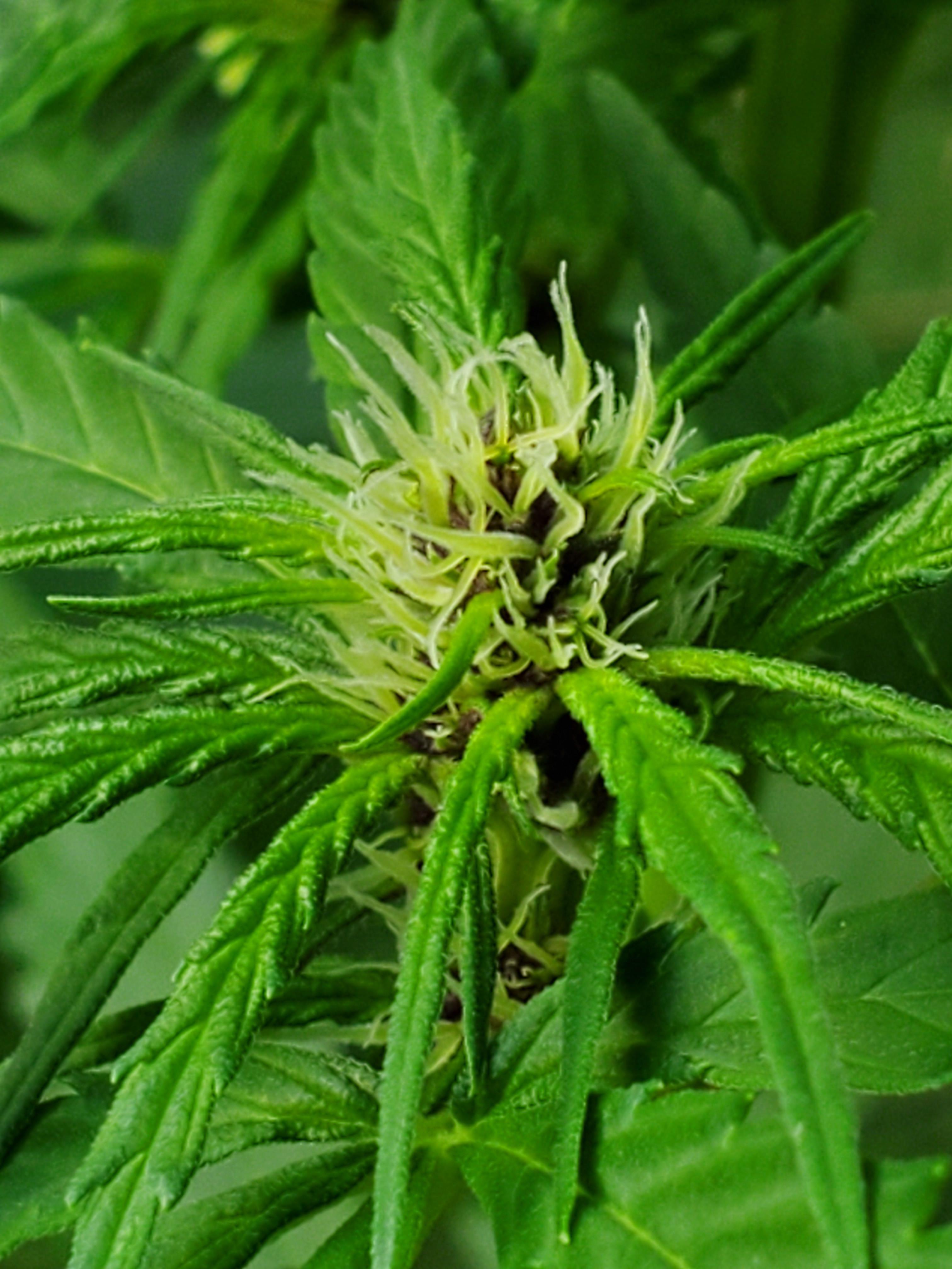 Durban Poison week 3 of flower