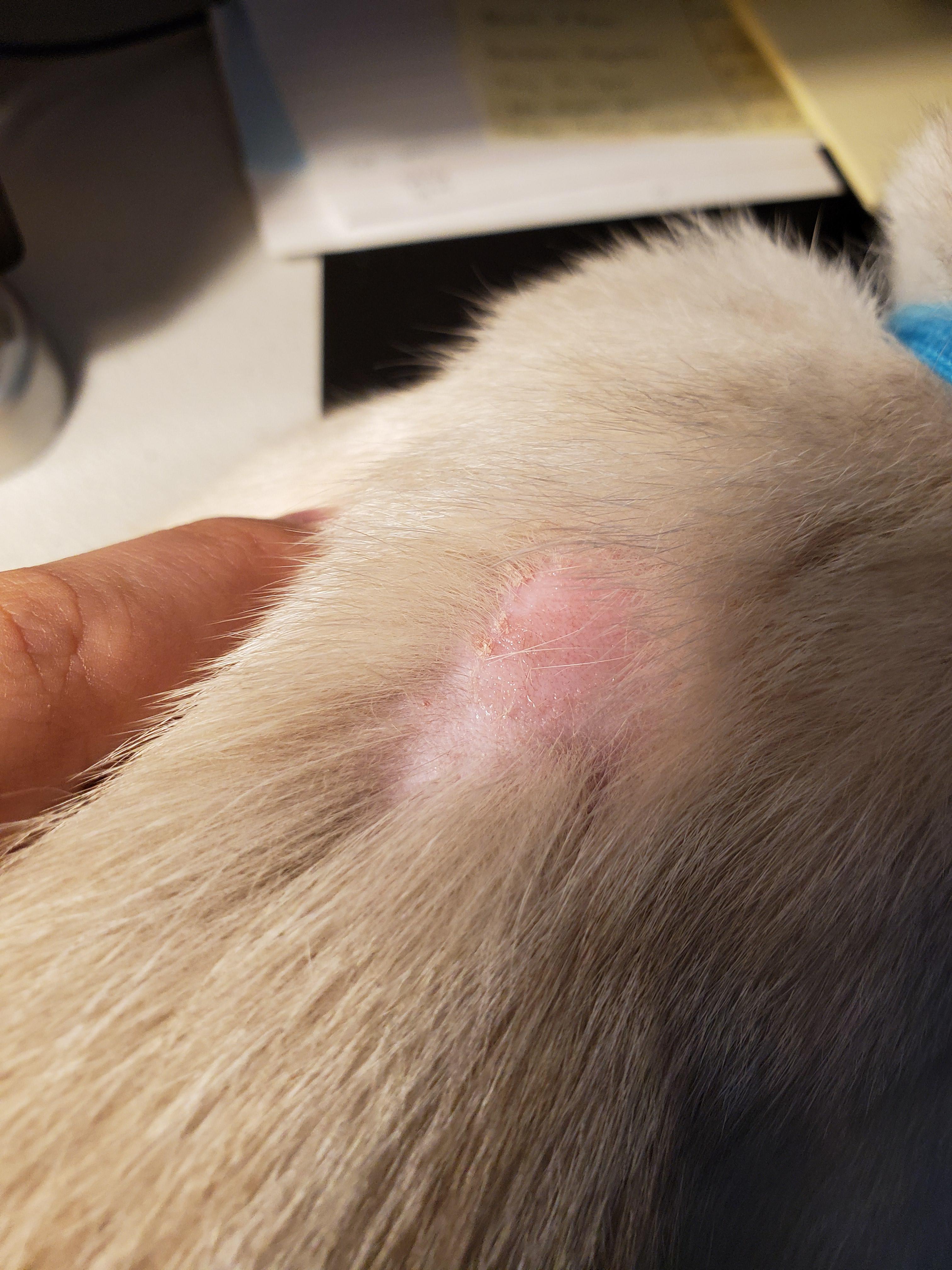 My 3 month old kitten has developed a bald spot on the back of her neck