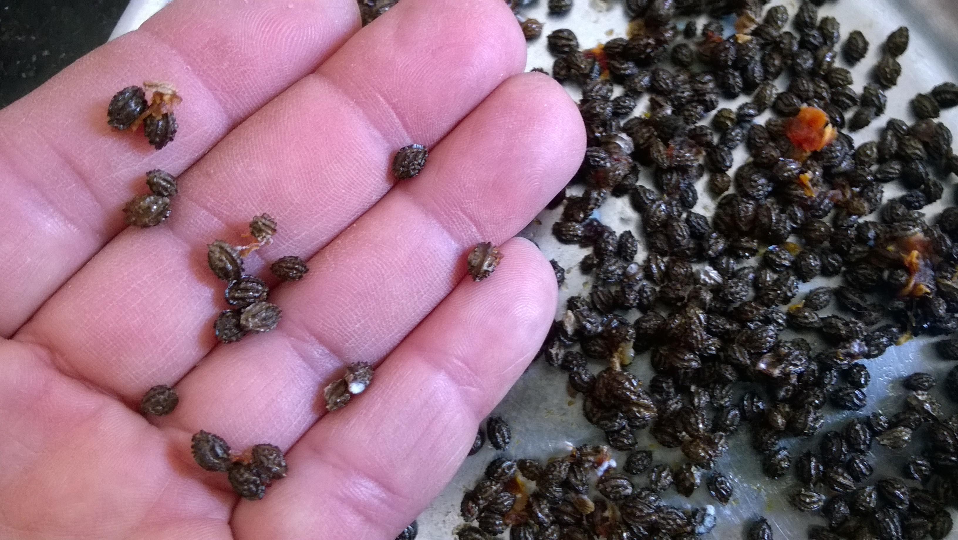 Plant as many Papaya seeds as you have to increase the odds of both