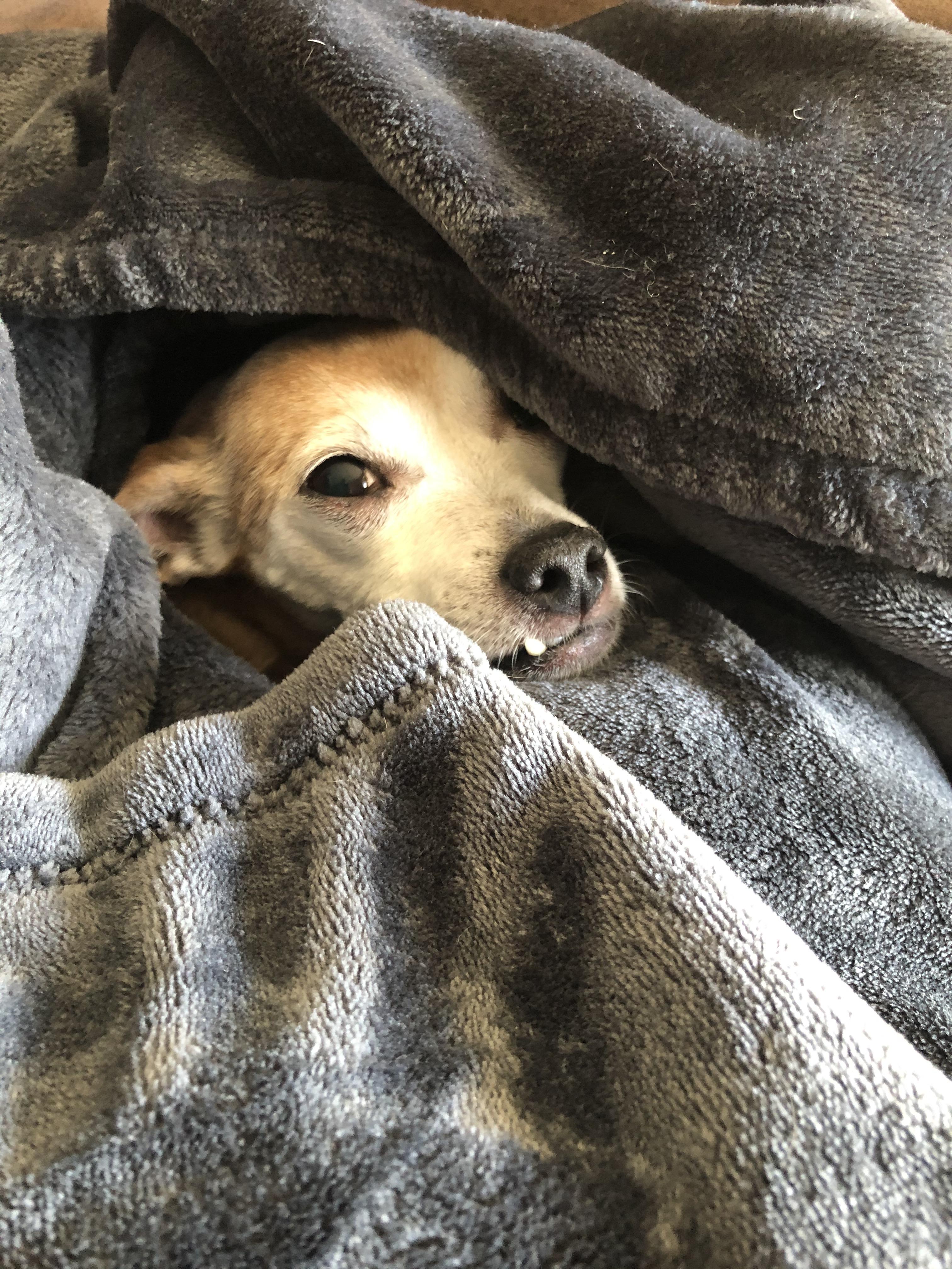 This is Strummer my 11 year old Chihuahua mix.... he’s grumpy and loves