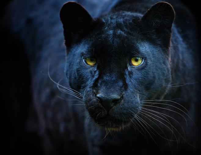 Black Panthers are capable of leaping up to 20 feet to catch their prey