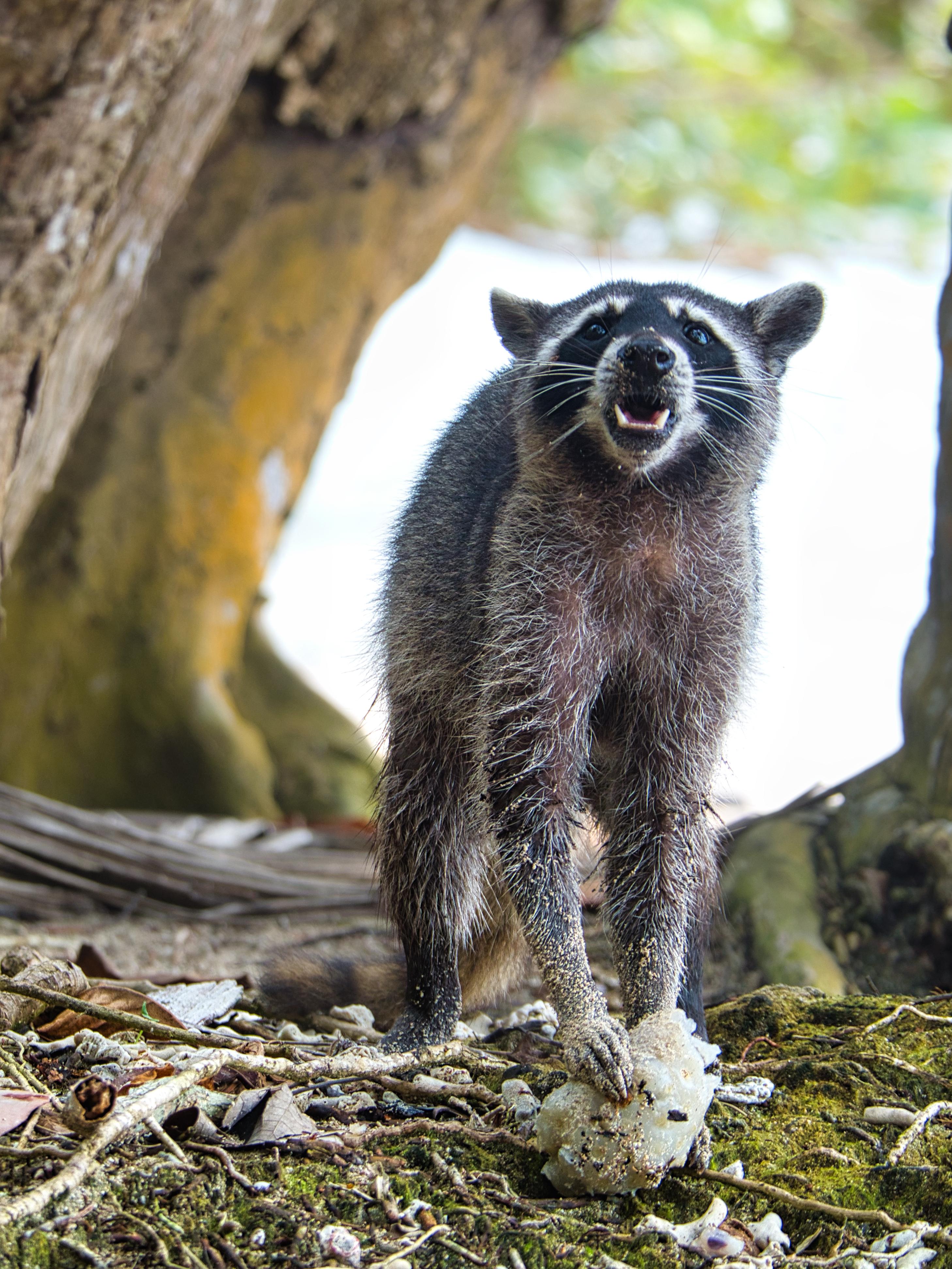 Costa Rican raccoon (Procyon lotor crassideus) eating a cherimoya on the beach r