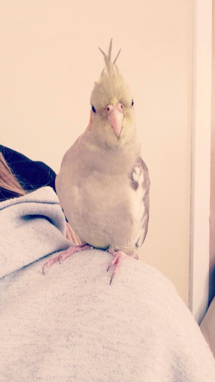 *head tilt* r/cockatiel