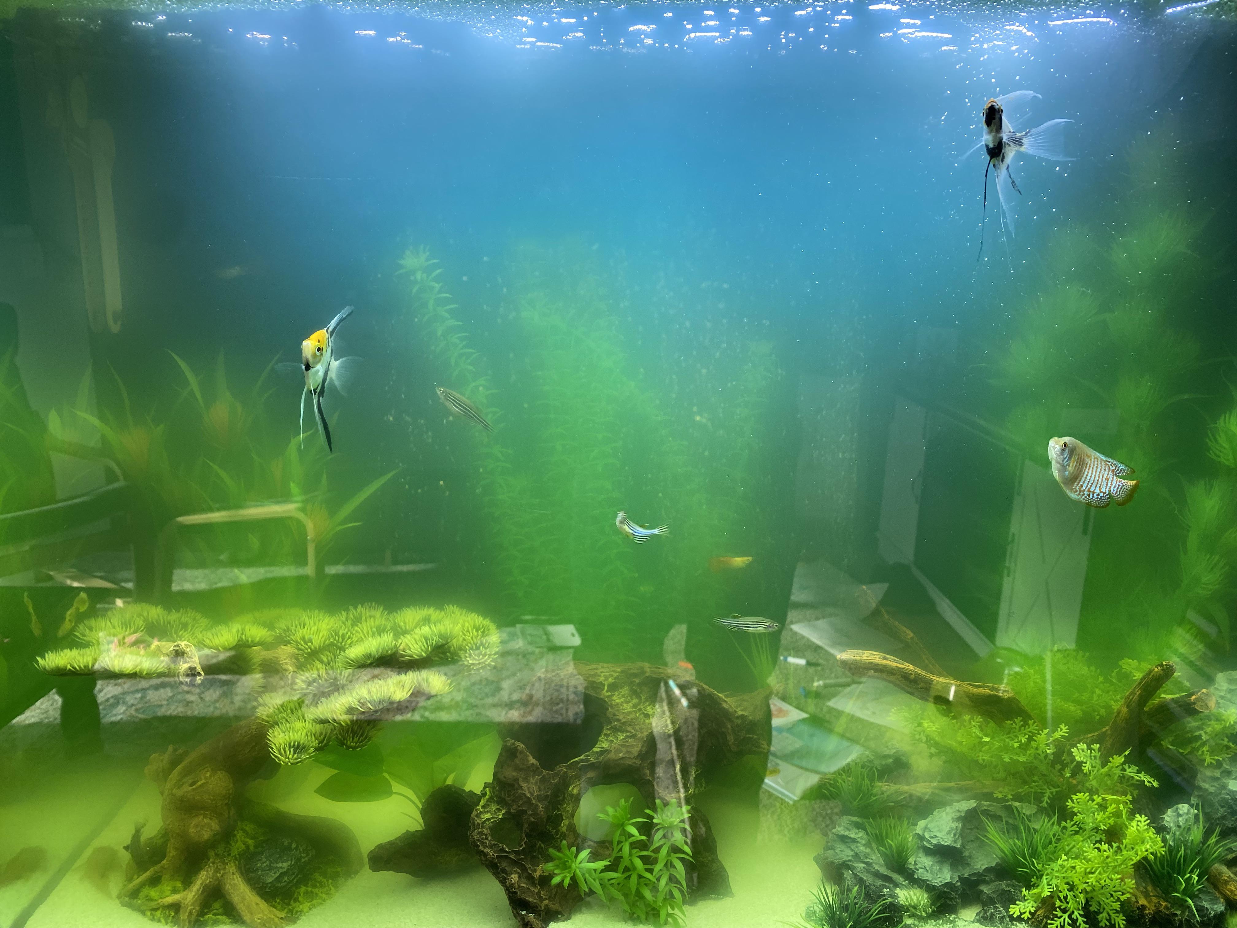 Need help desperately. This green tint appeared in my fish tank and I