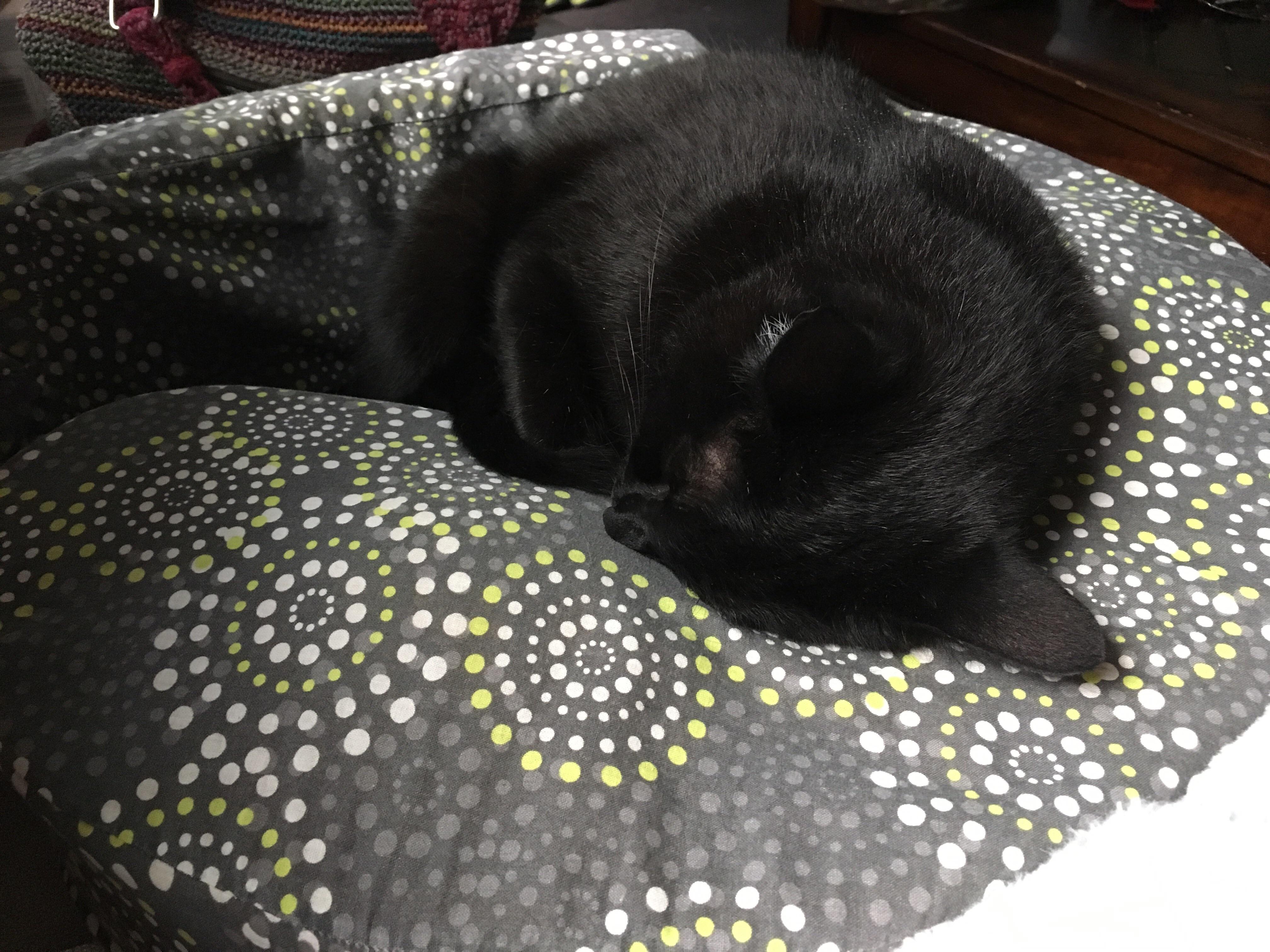 Any love for cats stealing pillows? My husband saw this and said "I'M