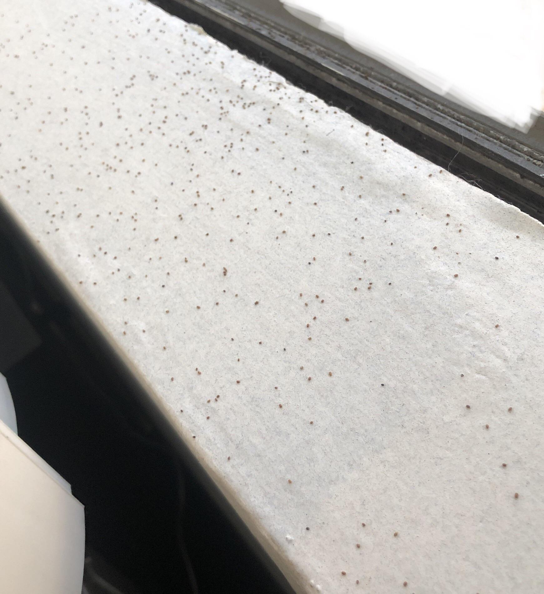 Found this on my window sill. Can this be termite droppings? r/Termites