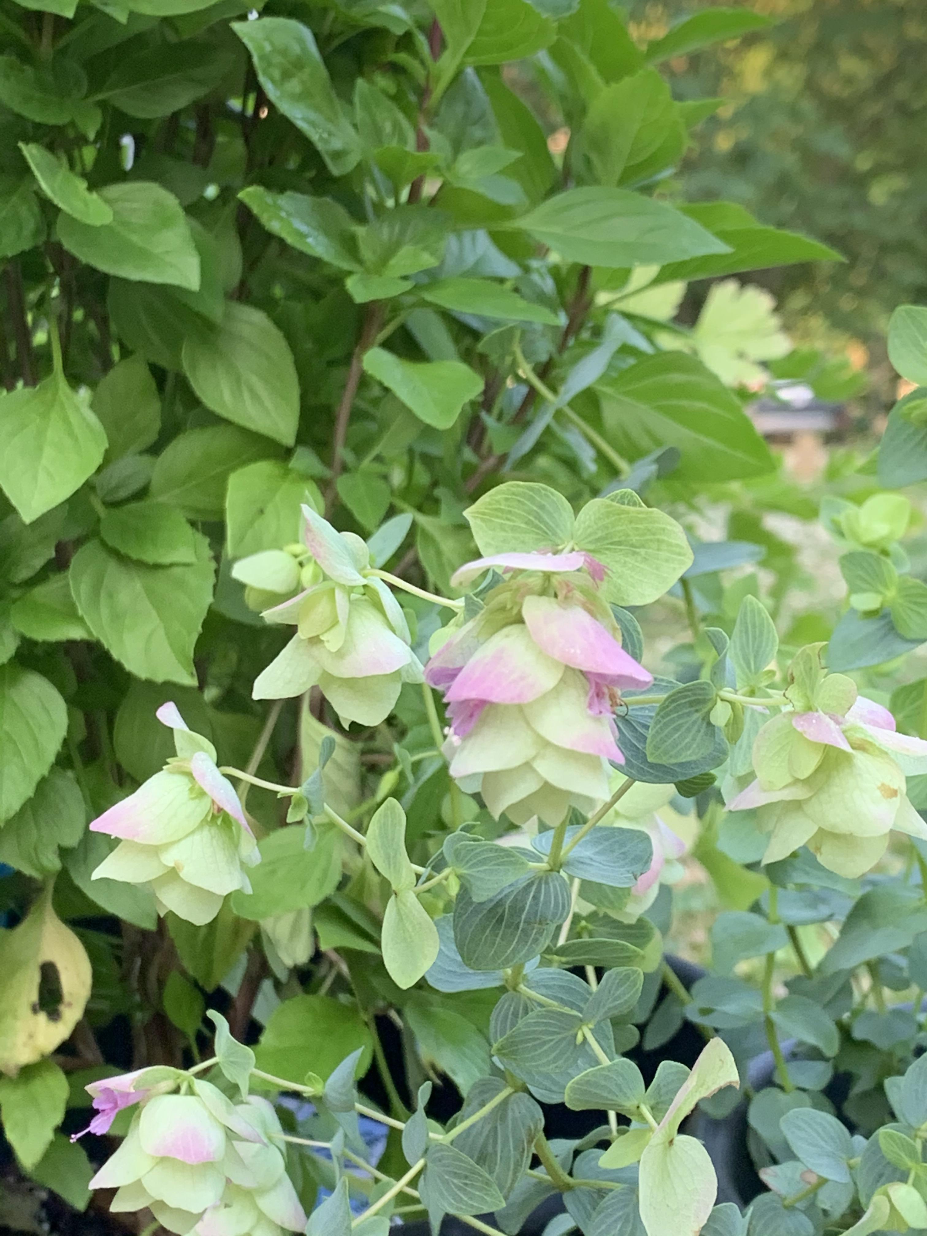 My first encounter with oregano flowers! r/Horticulture