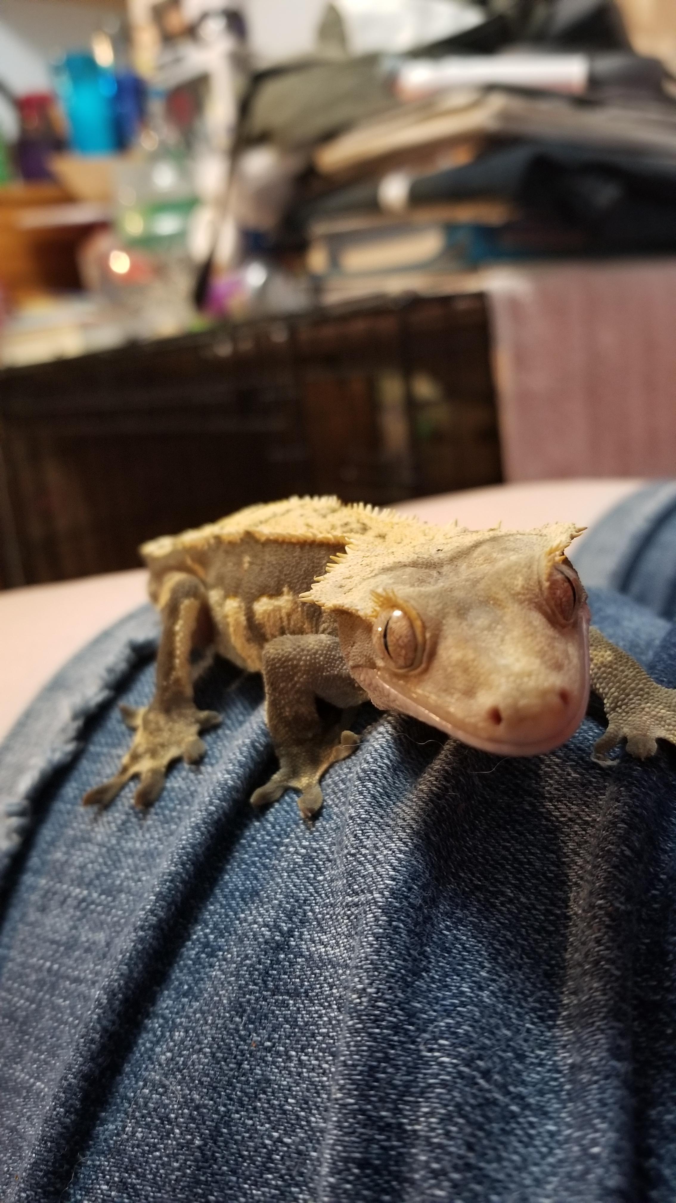 (Xpost on r/CrestedGeckos) need name suggestions for my SO's new