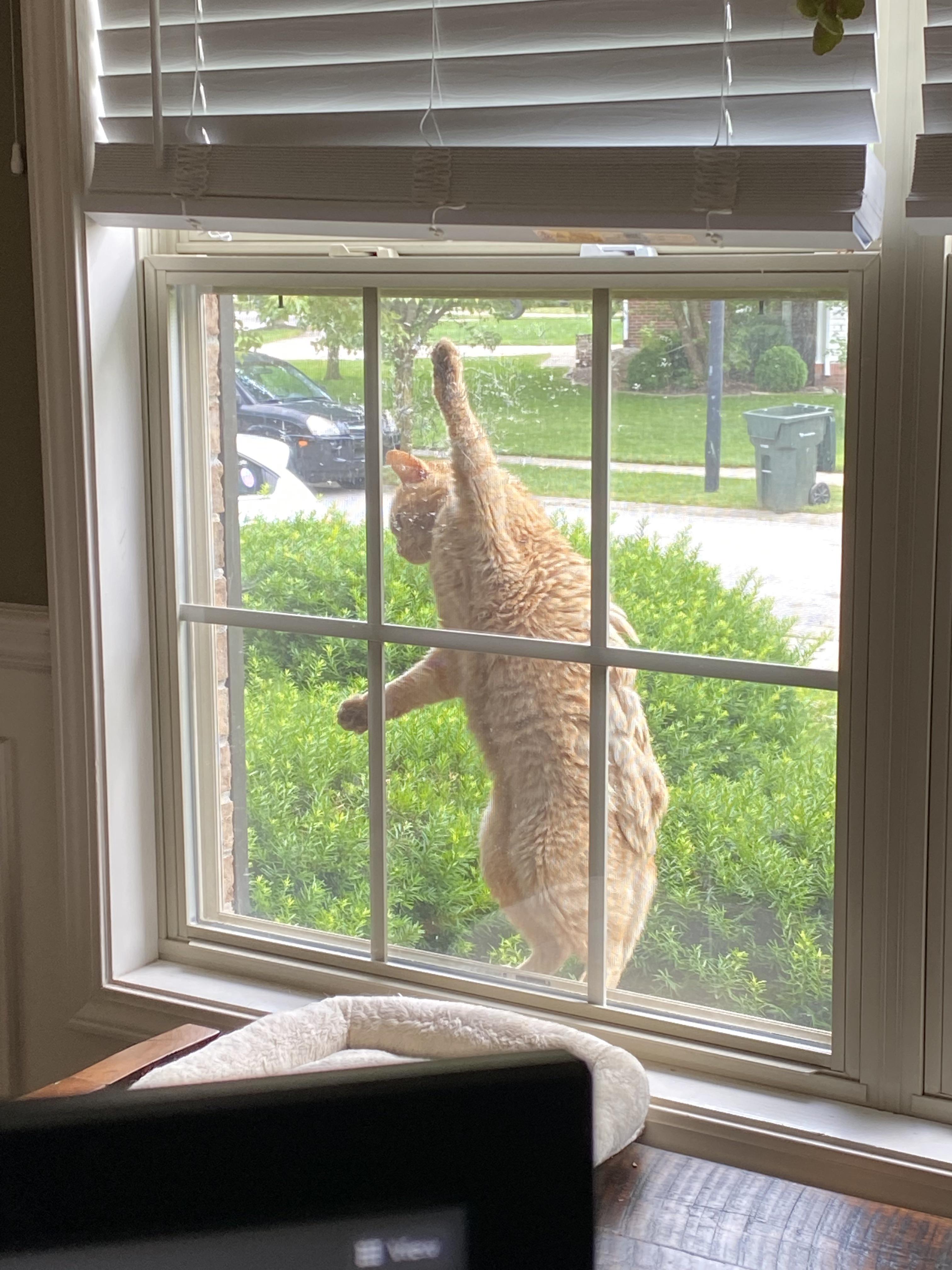 Not my cat and is destroying my screens 😕 notmycat