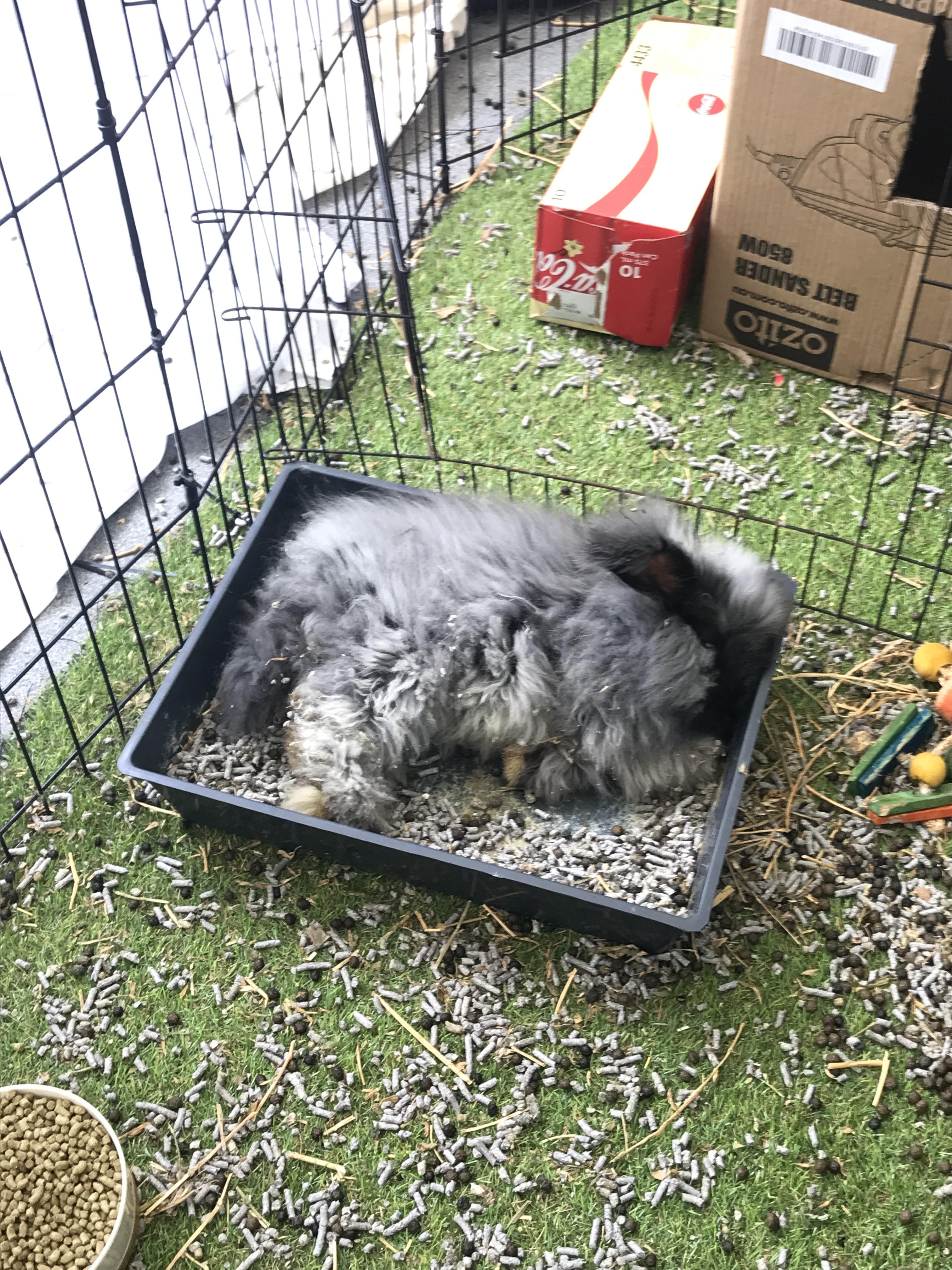 This trash goblin kicked out all his litter then sat in it. Someone