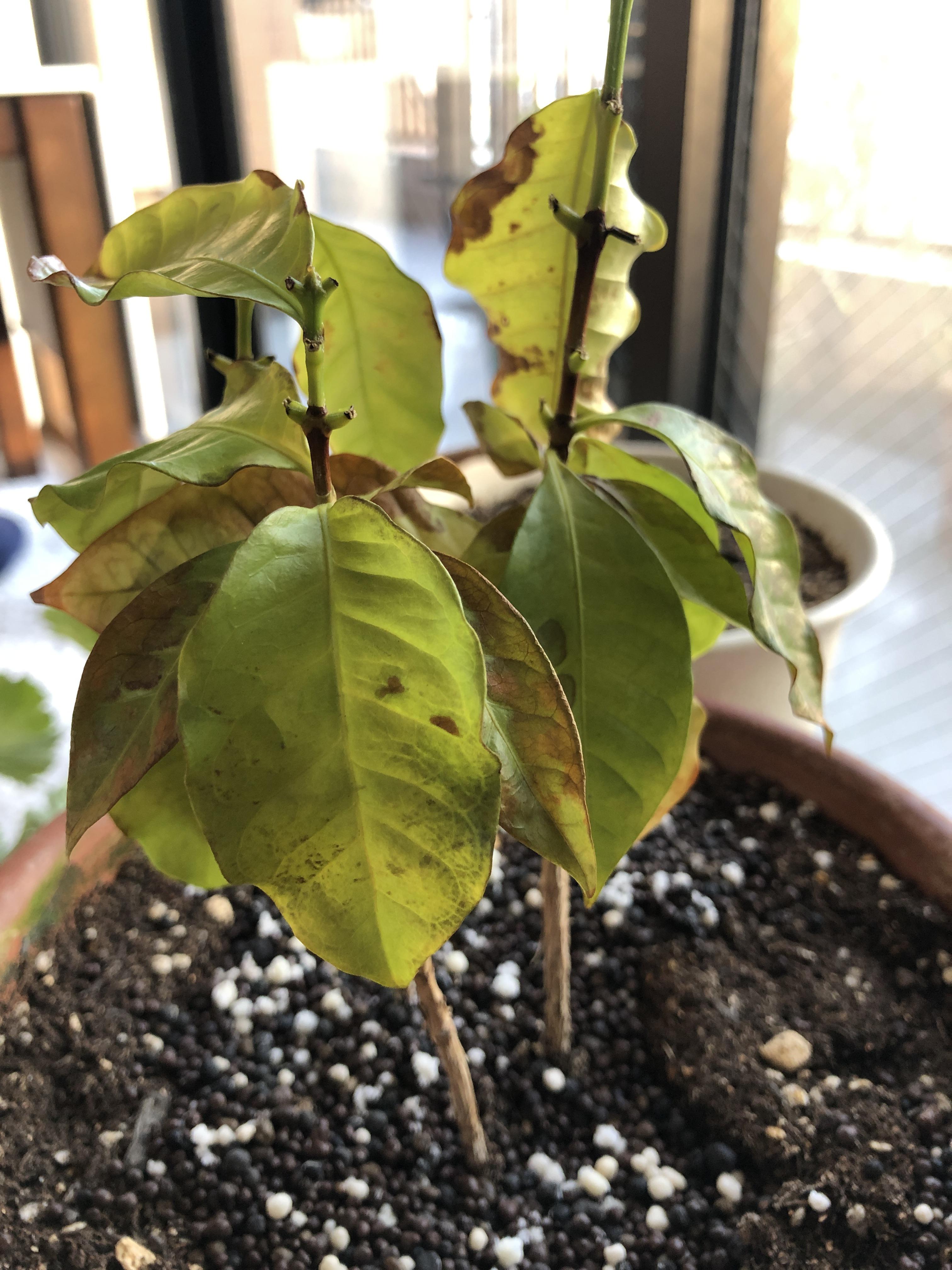 My coffee plant is not going to make it? r/gardening