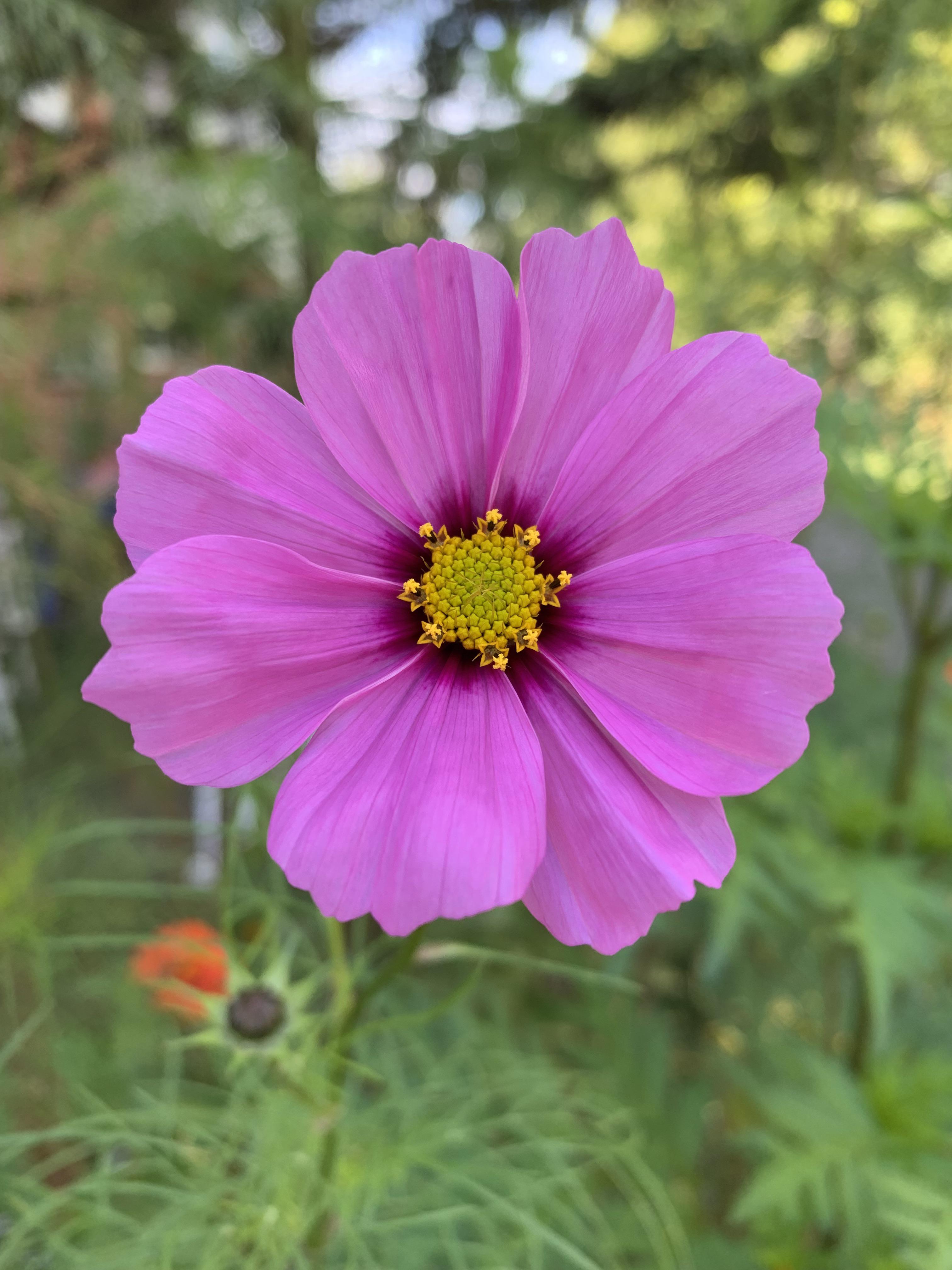 Only of the few flowers left in my yard! Sad to see them go, but