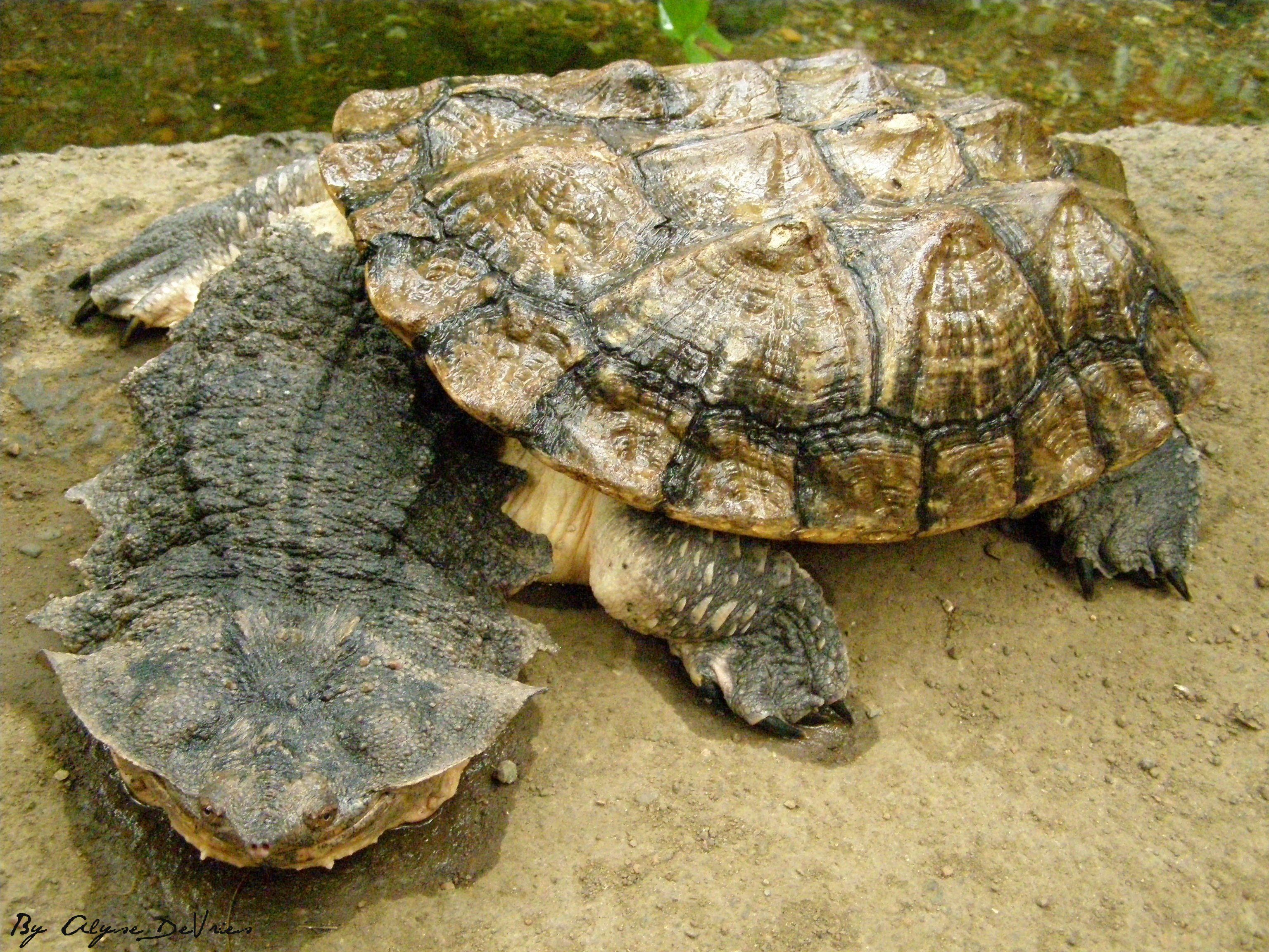 Mata Mata turtle r/oddlyterrifying