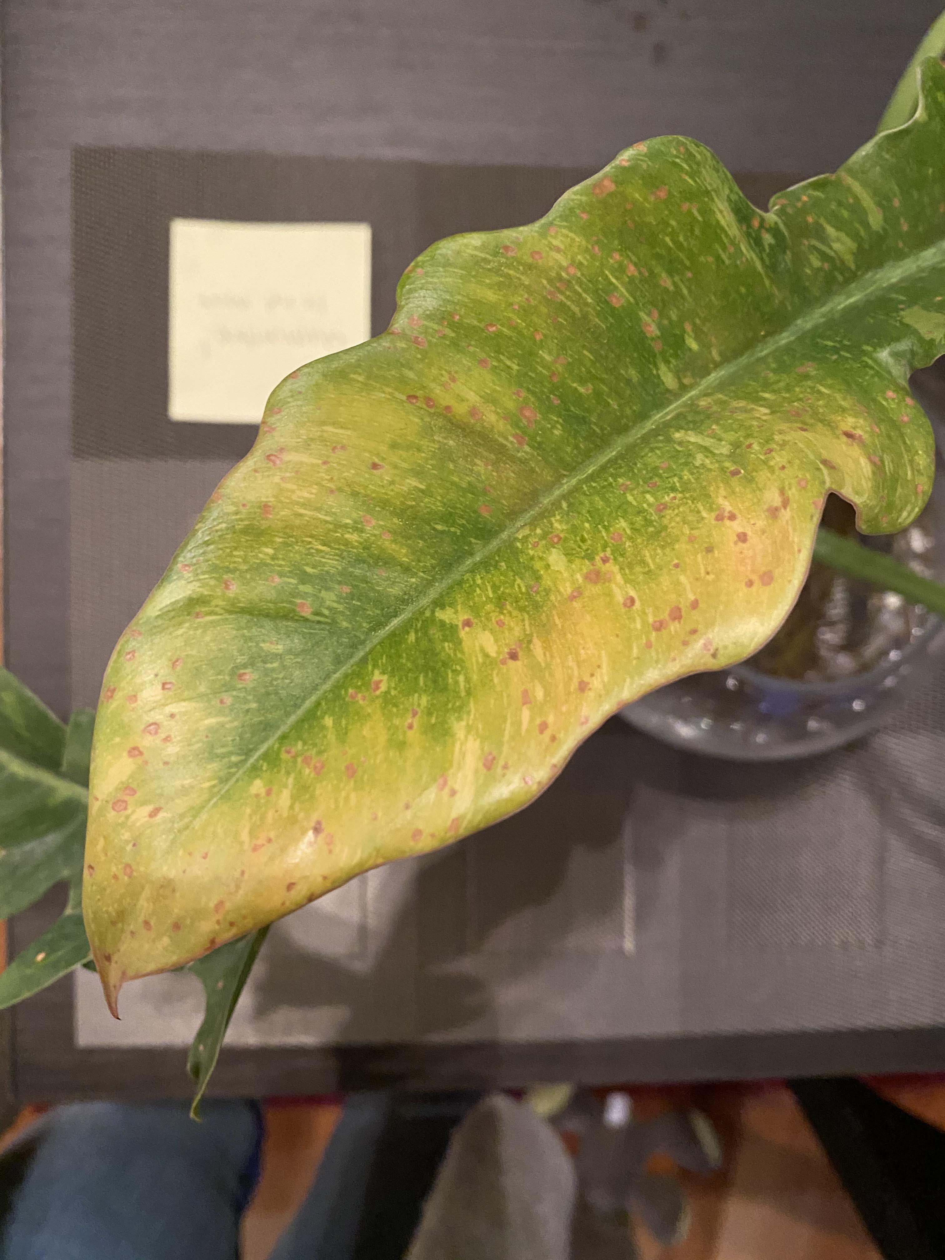 Help! What’s with the little brown spots on my ring of fire