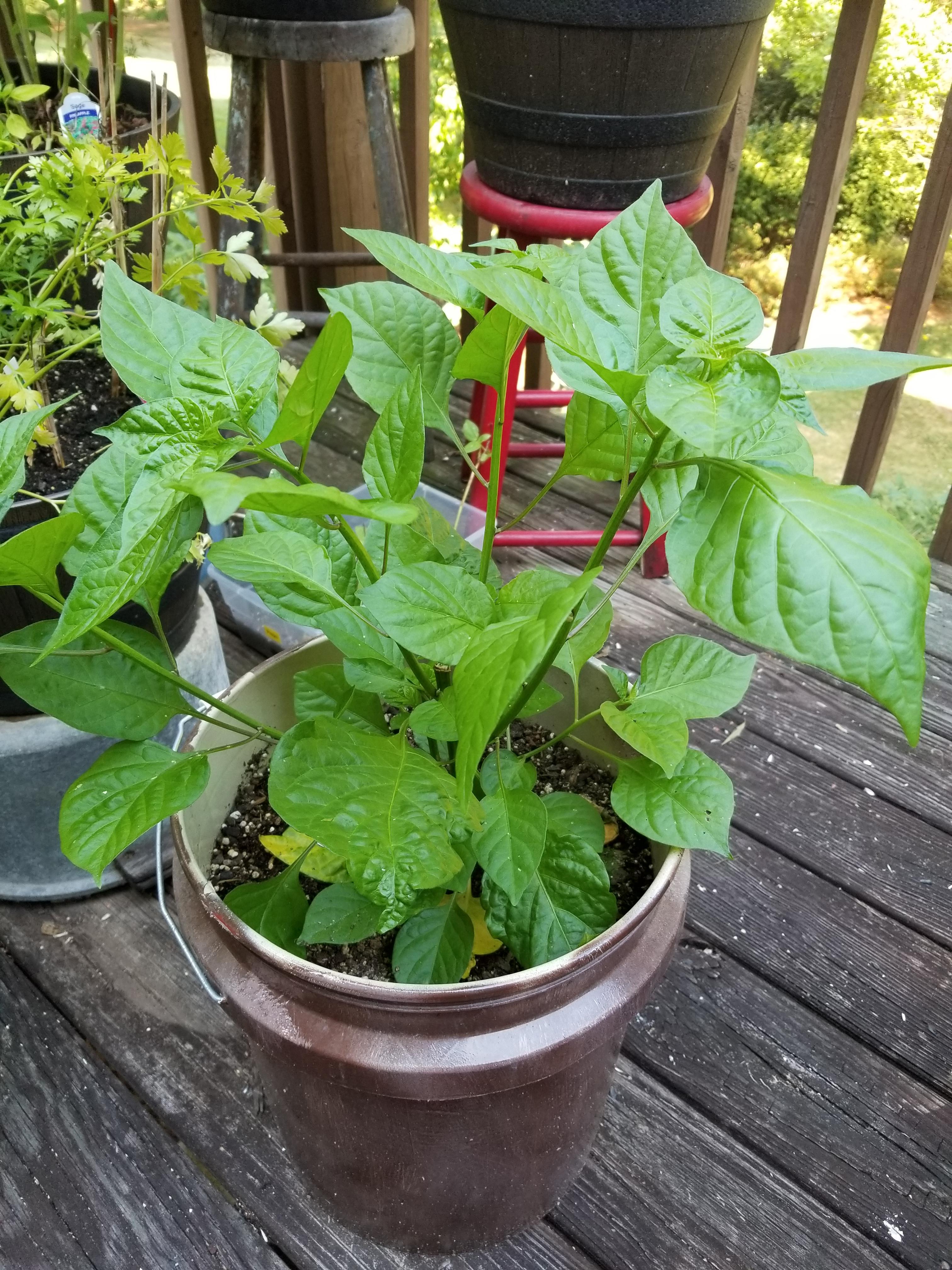I'm attempting to groom this plant to be an indoor plant for yearround