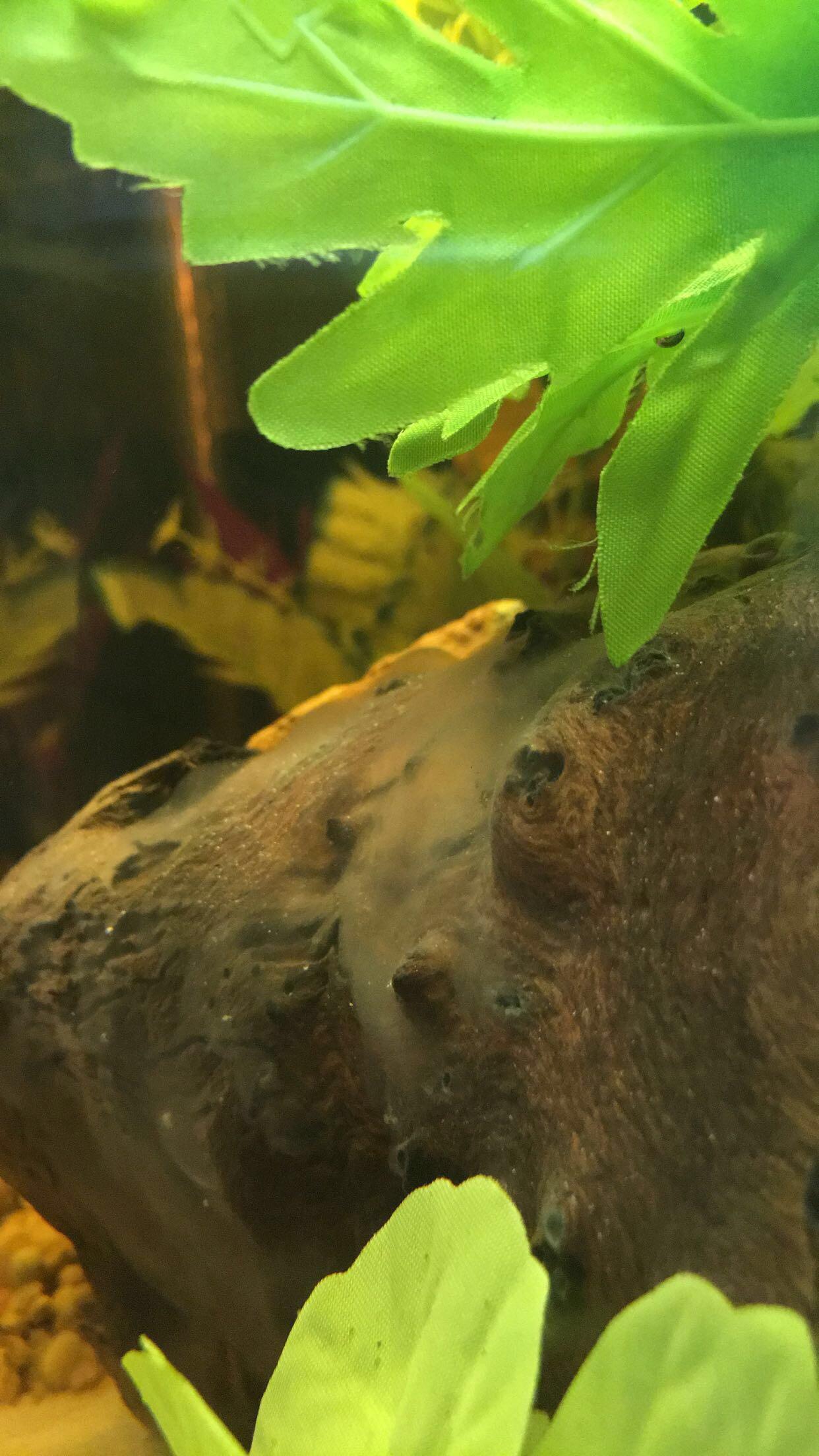 Gelatinous fungus on mopani wood, this is normal right? Details in comments r/Aquariums