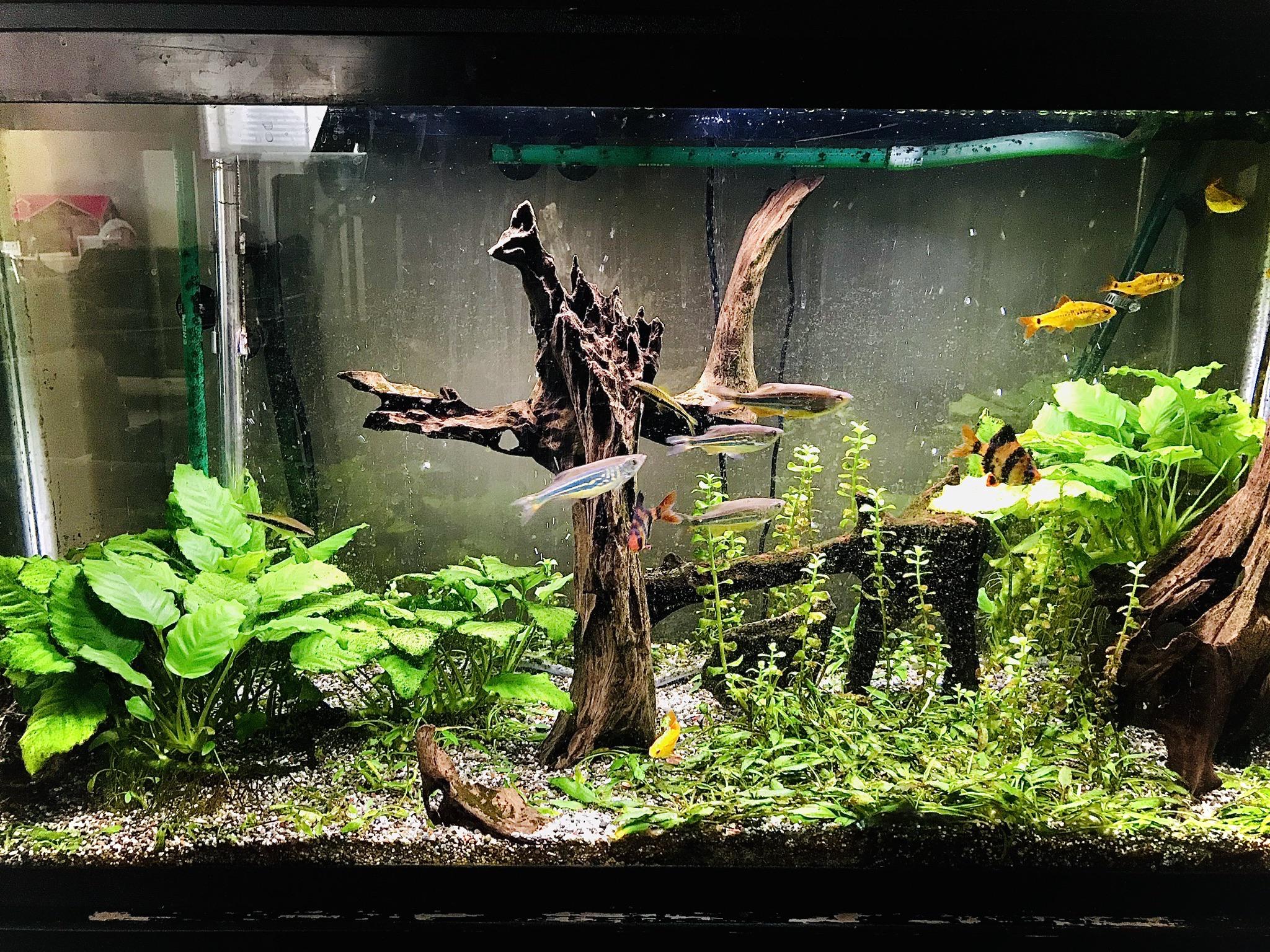 Rate my fish aquarium r/Aquariums