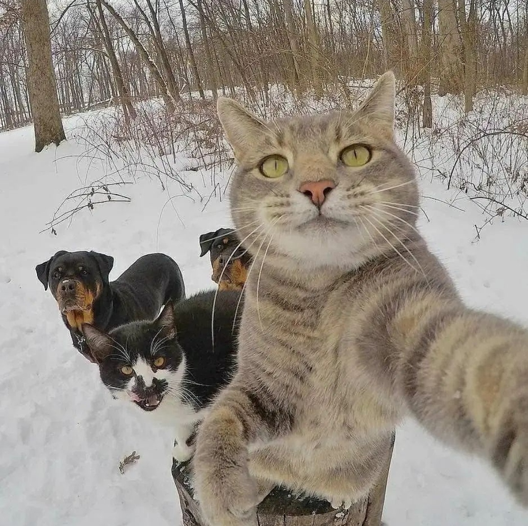 No hay meme. Gato selfie 😎 r/DylanteroYT