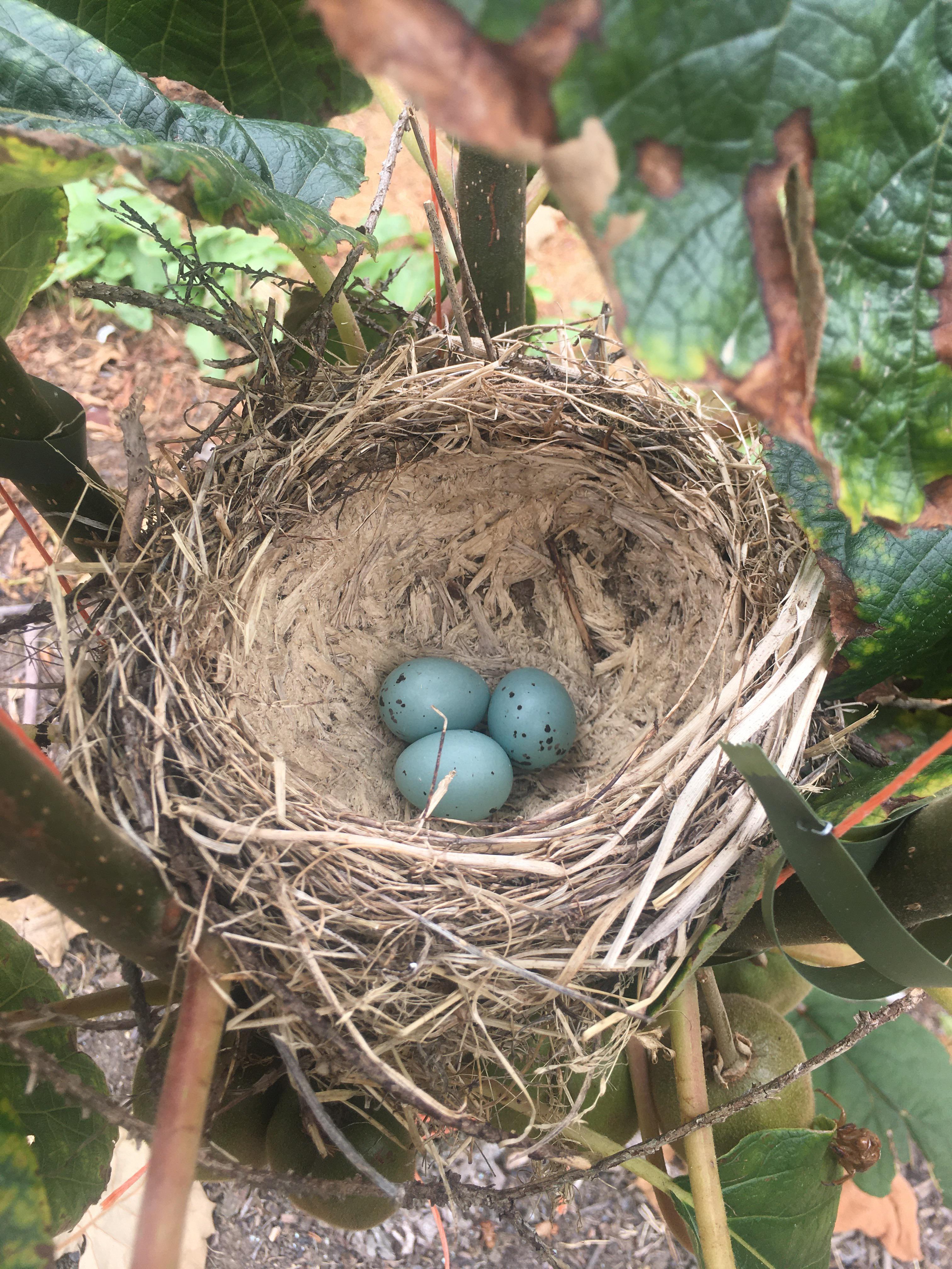 I think they are sparrow bird eggs I found in a nest at my kiwifruit