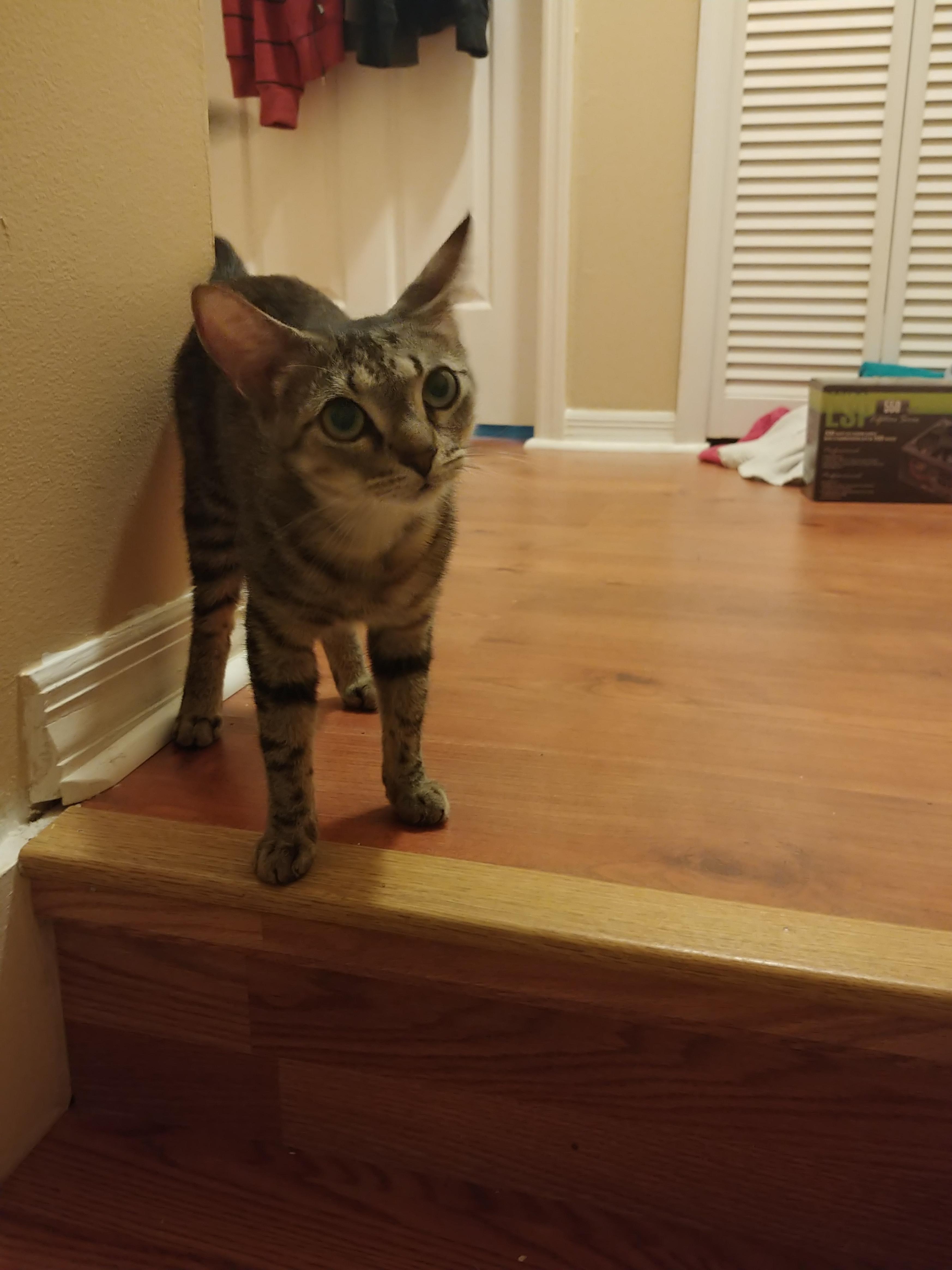 Name my cat(originally Lilac) r/namenerds