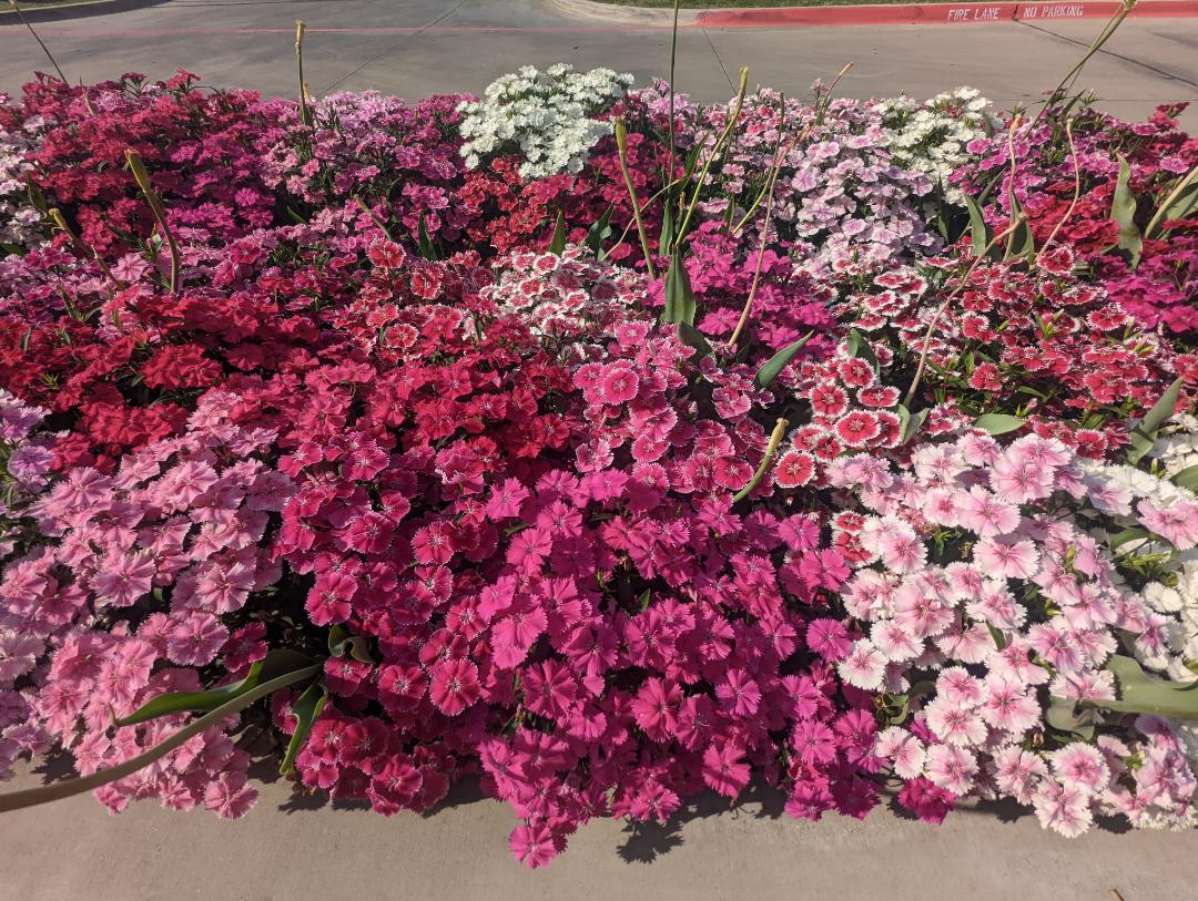 what are these flowers called? r/PlantIdentification