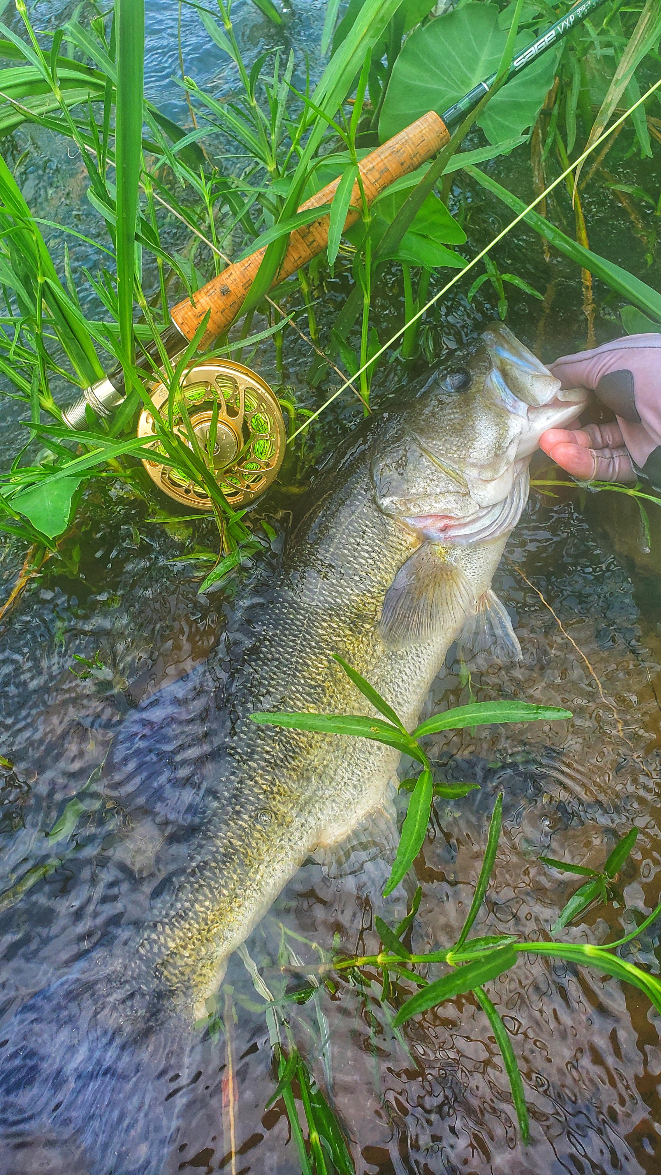 It's like Shoal Bass were designed to catch on a fly r/flyfishing