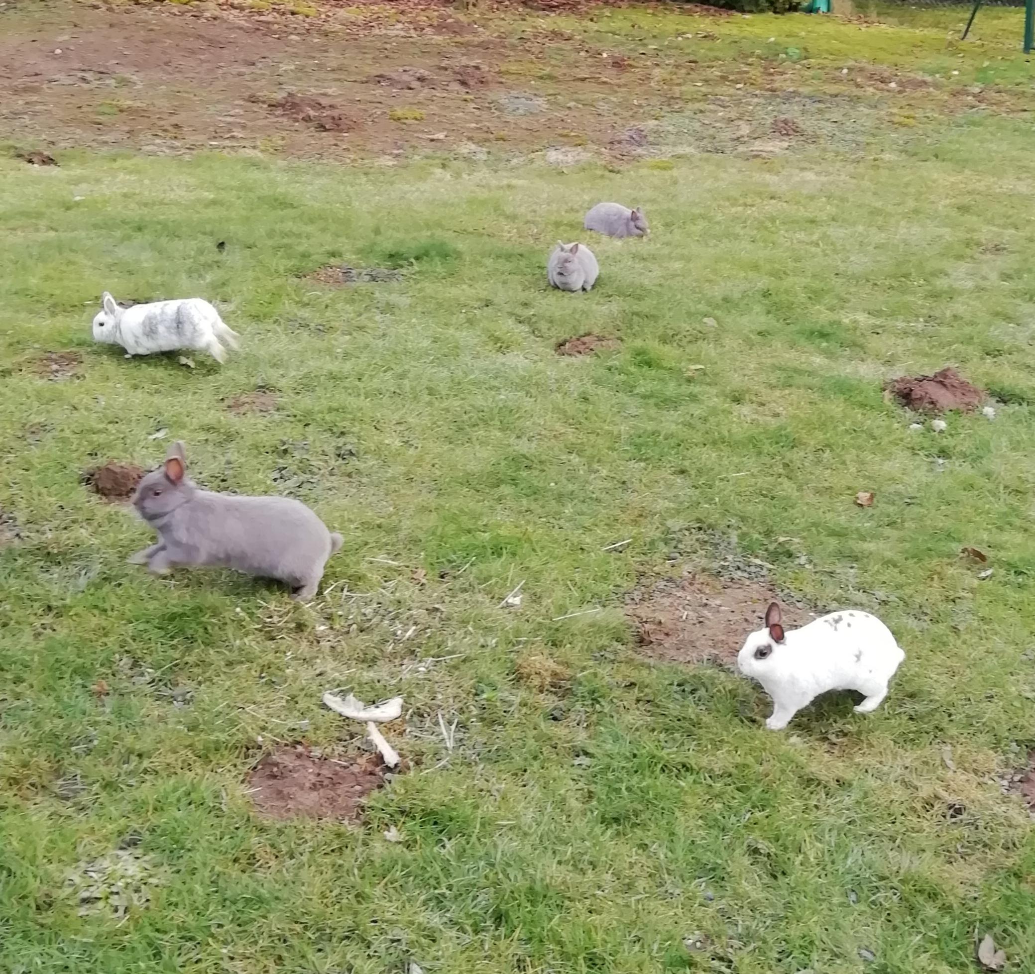 Here's a rare occurrence, all five of our rabbits were outside at once