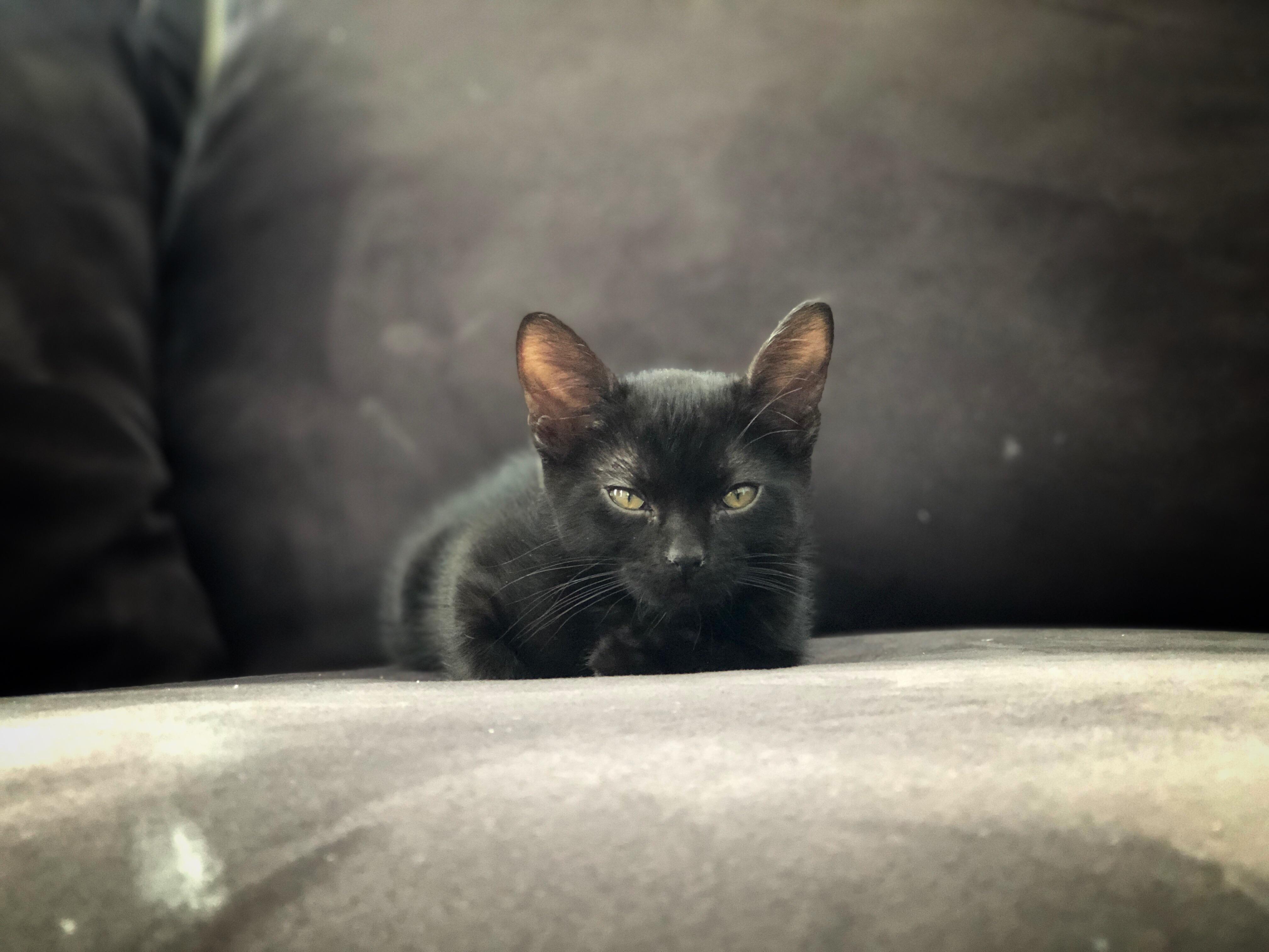 I got a kitten. r/cats