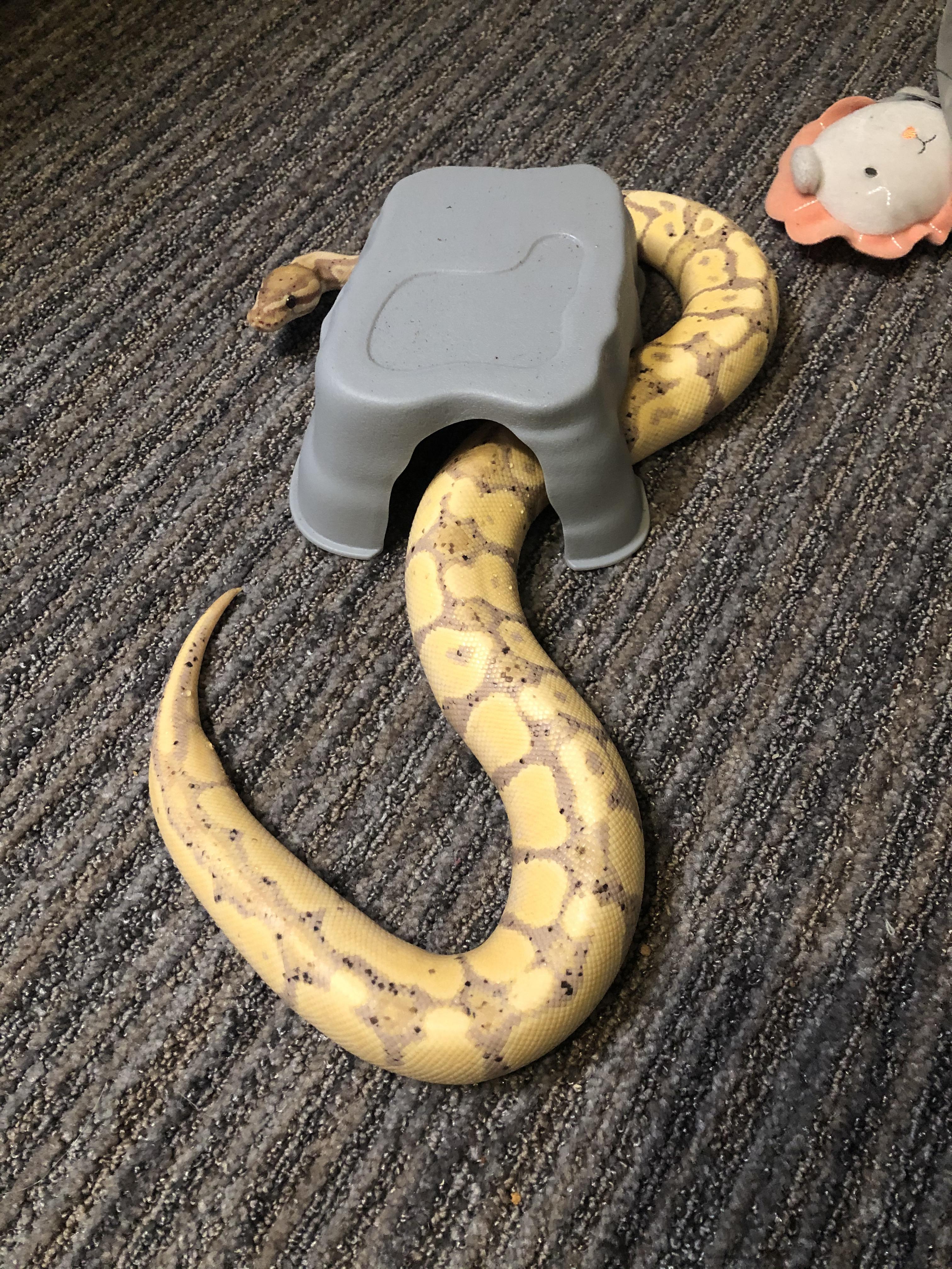 First time snake owner had him a little over a week I believe he is