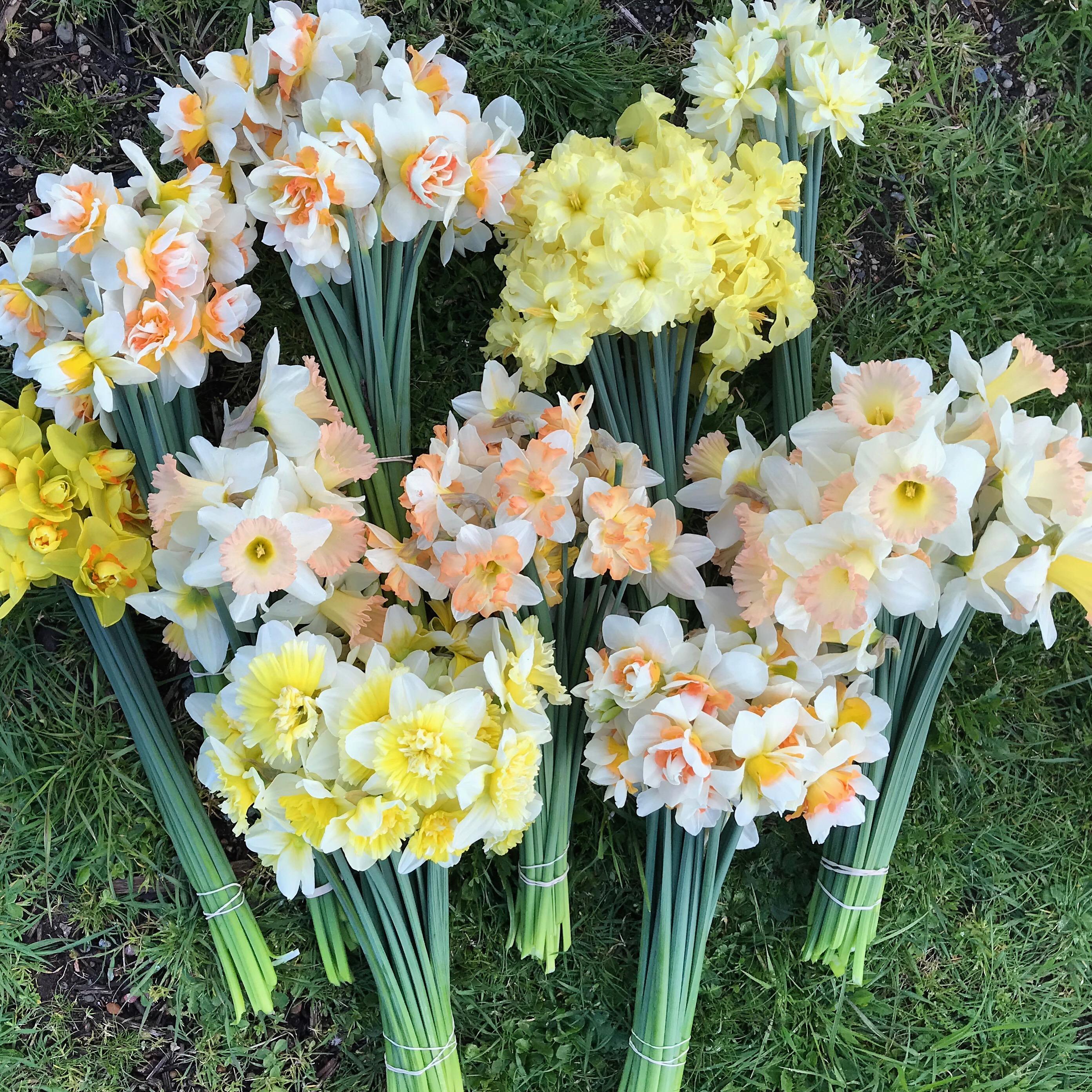 Daffodils from our garden r/flowers