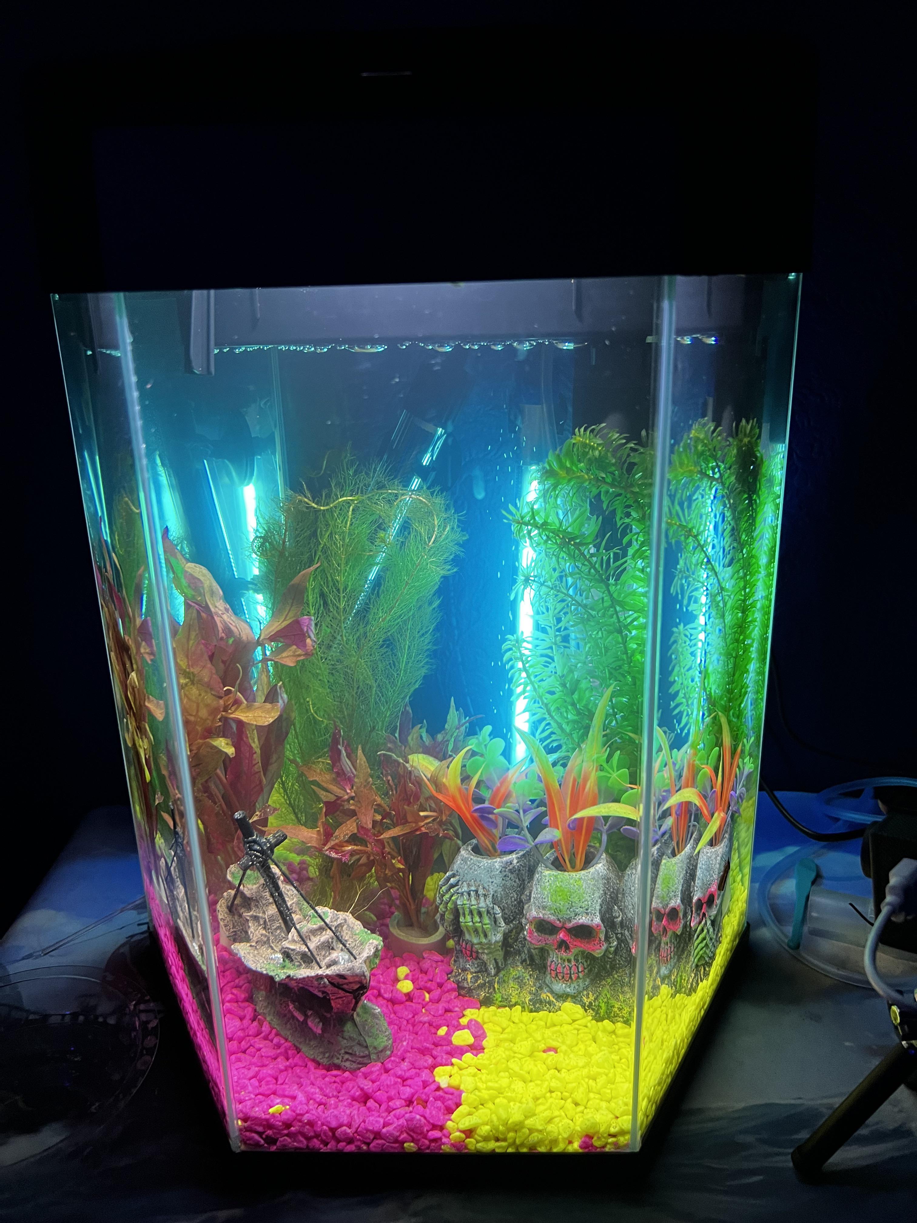 First (let’s make a crazy colony) Sea monkey tank r/SeaMonkeys