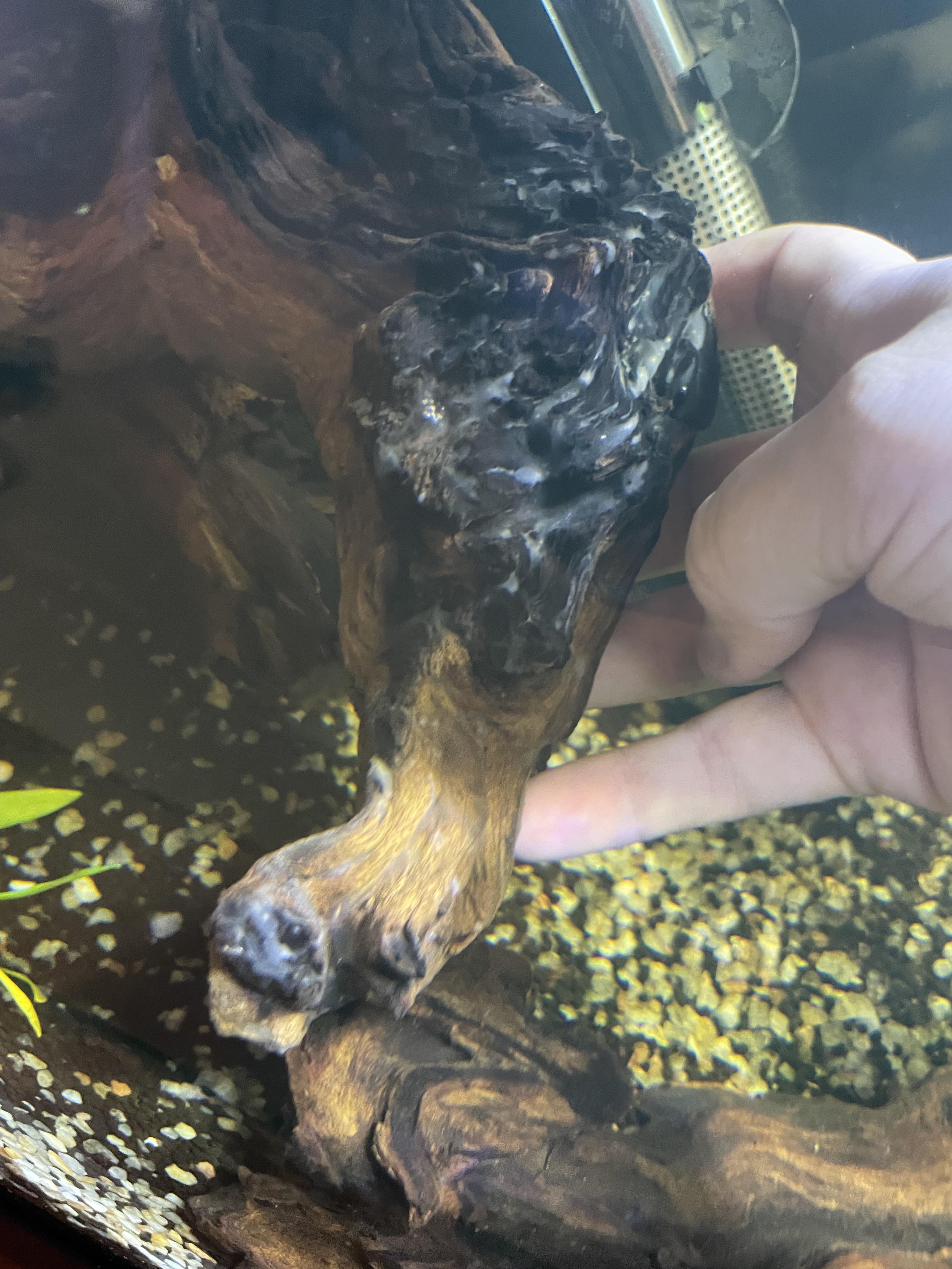 Does anyone know what this white stuff is that’s growing on my