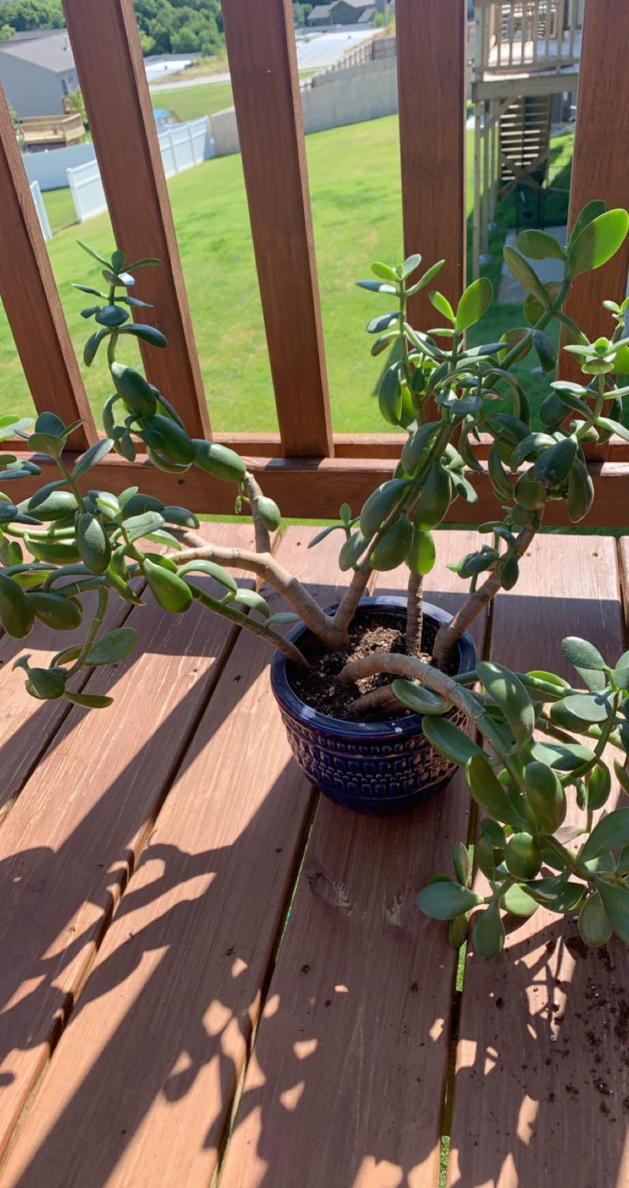 Picture of my precious jade plant right before I repotted it. I’ve had