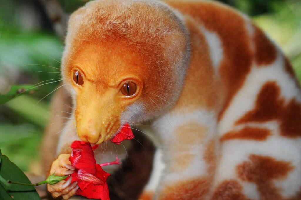 🔥 The incredible Spotted Cuscus r/NatureIsFuckingLit