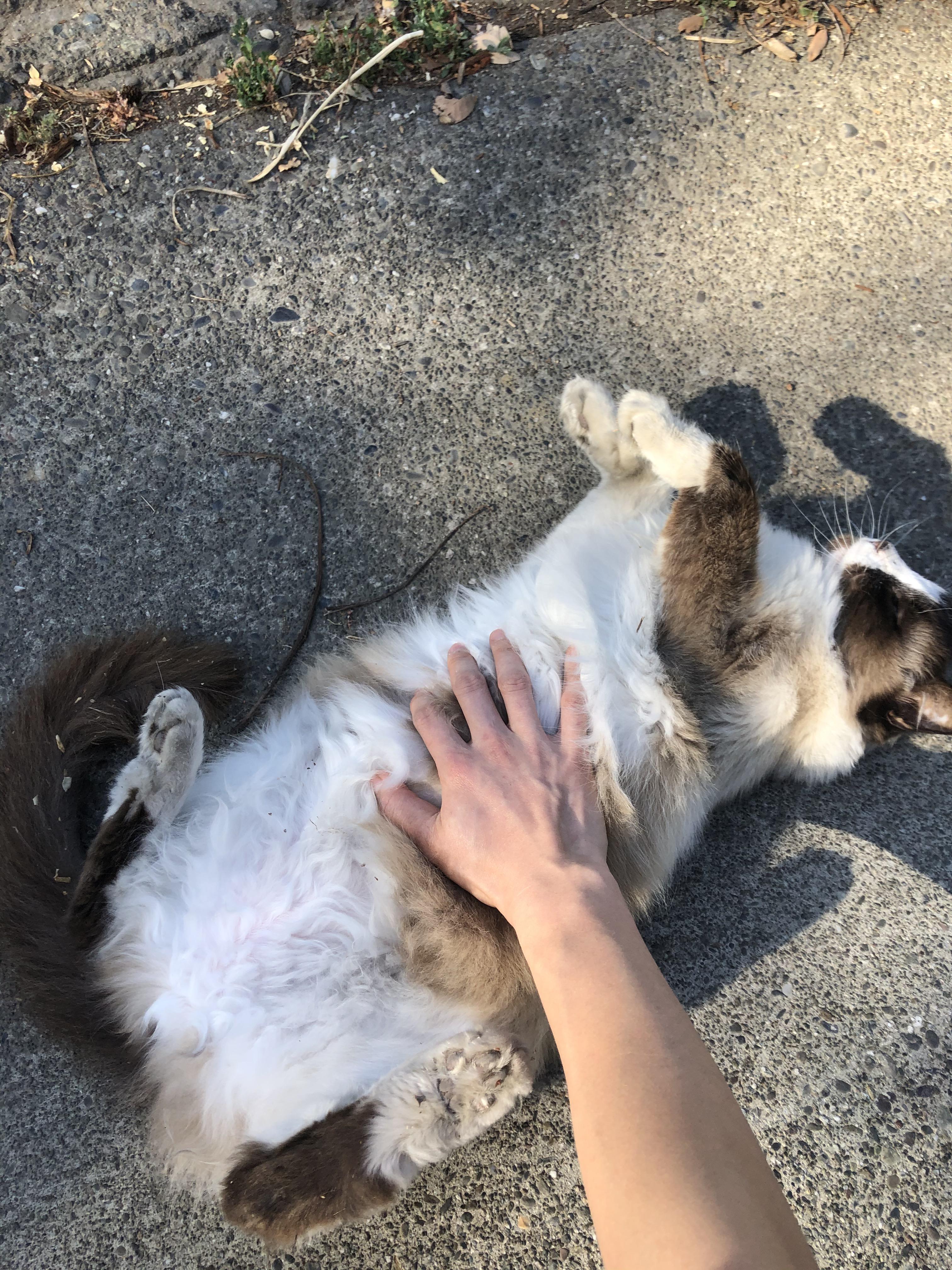 Can ragdoll be outdoor cats? Cuz this one seems to be. She’s dirty and