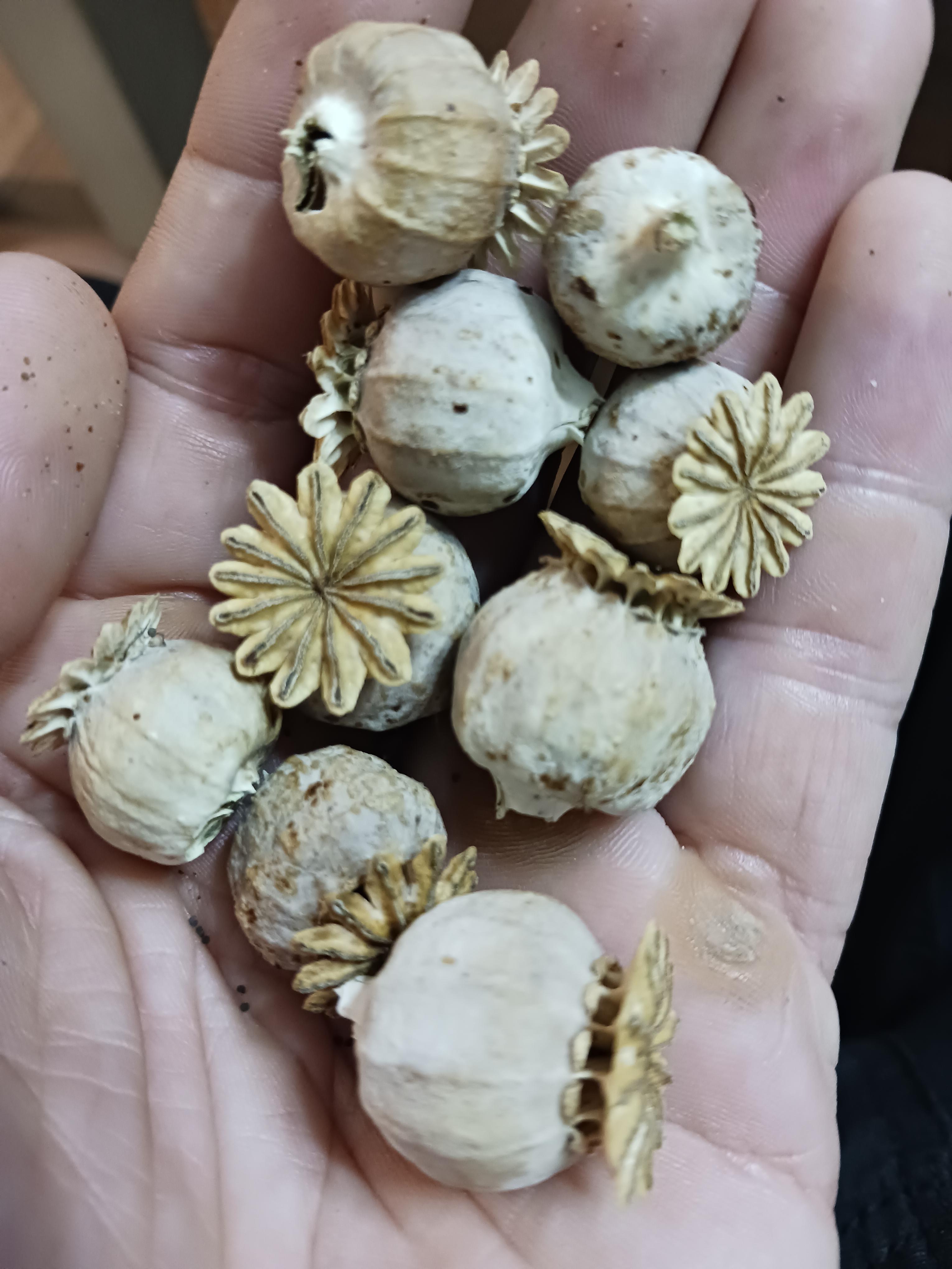 Bugs attacked my plants and they seem to have died early. I collected