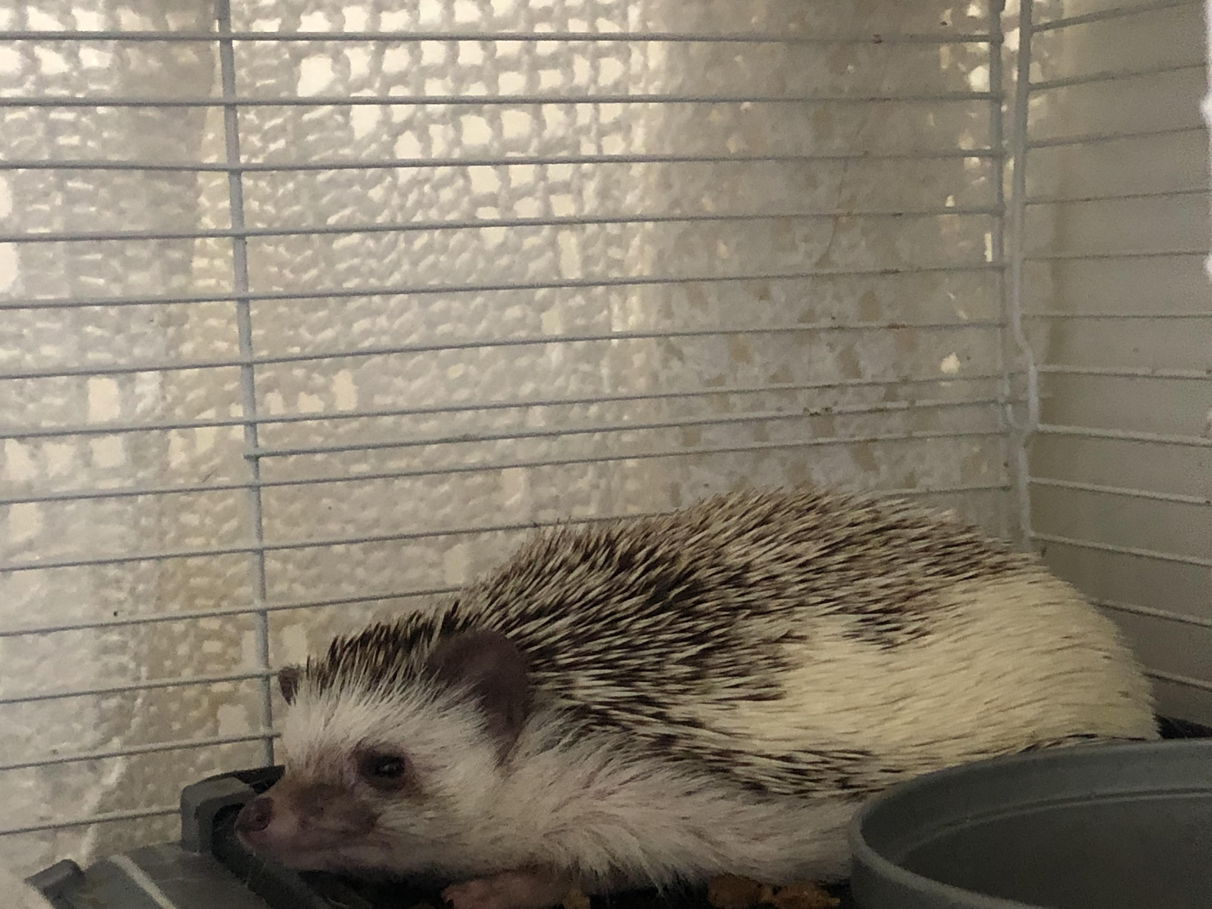 Is it normal for hedgehogs to lay like this? He’s never done this