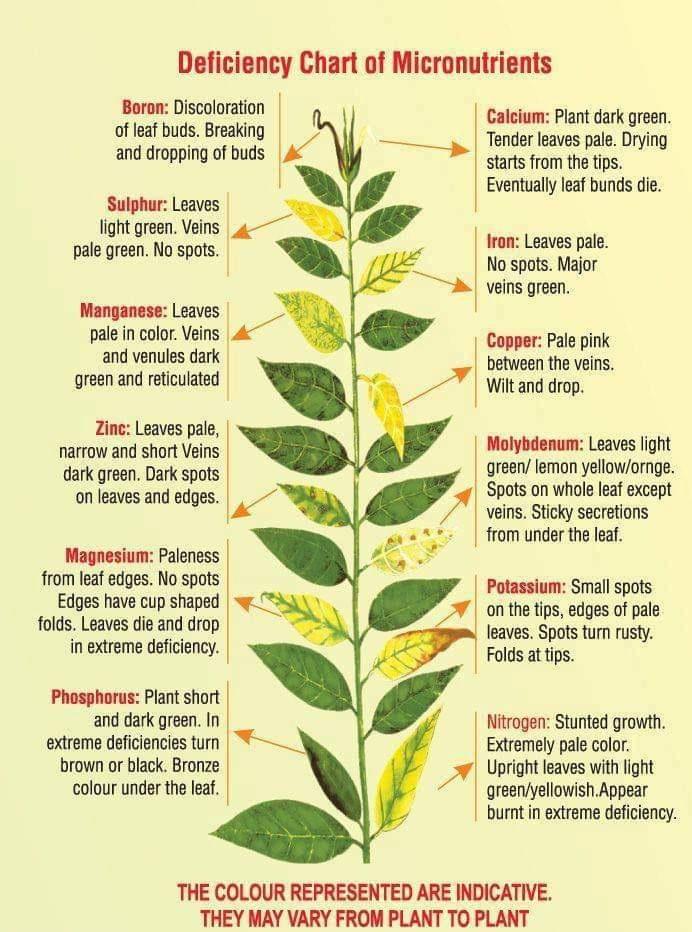 Why is your plant sad? coolguides