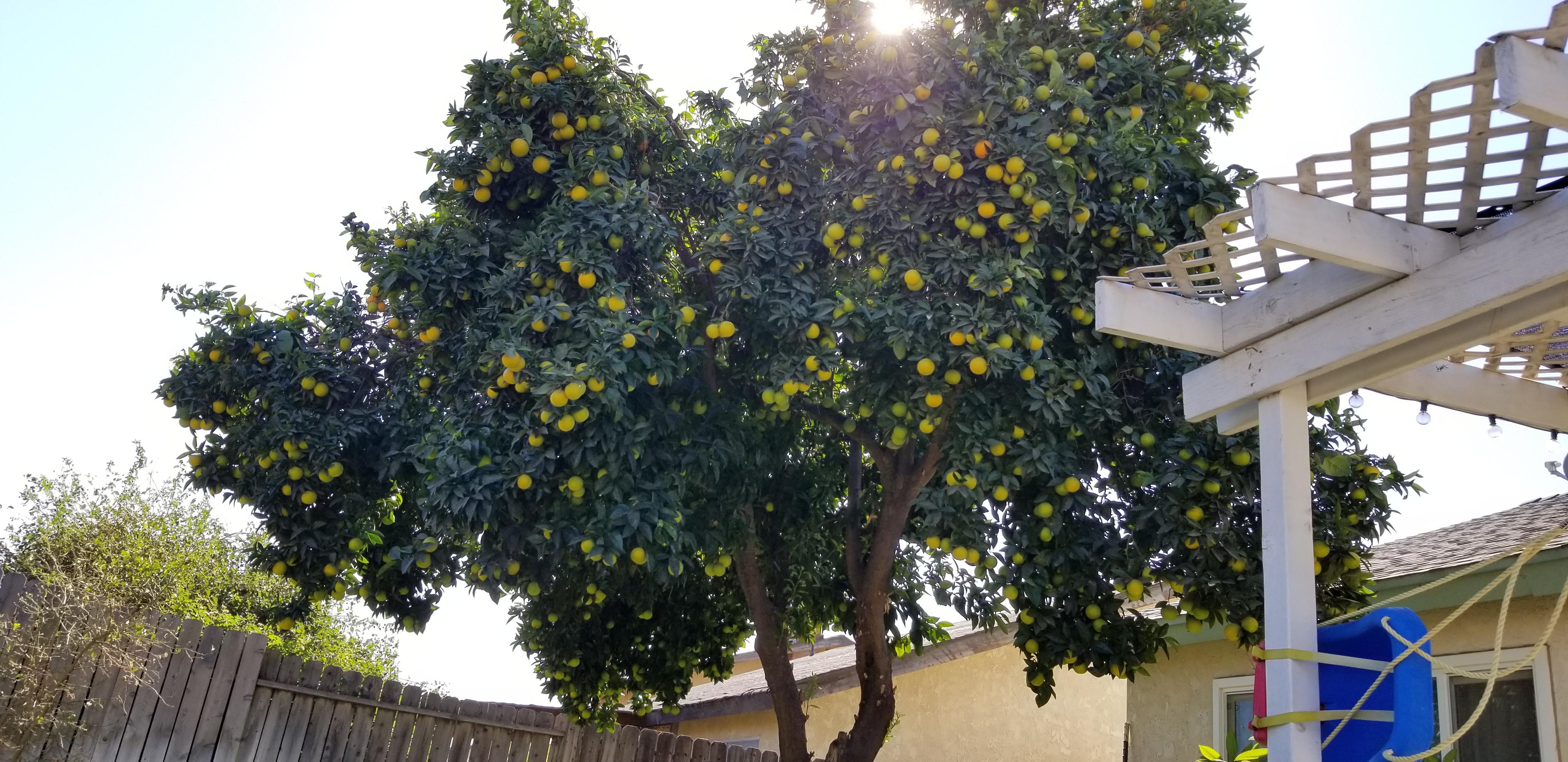 What to do with all these blood oranges whem they're Ripe... r/Citrus