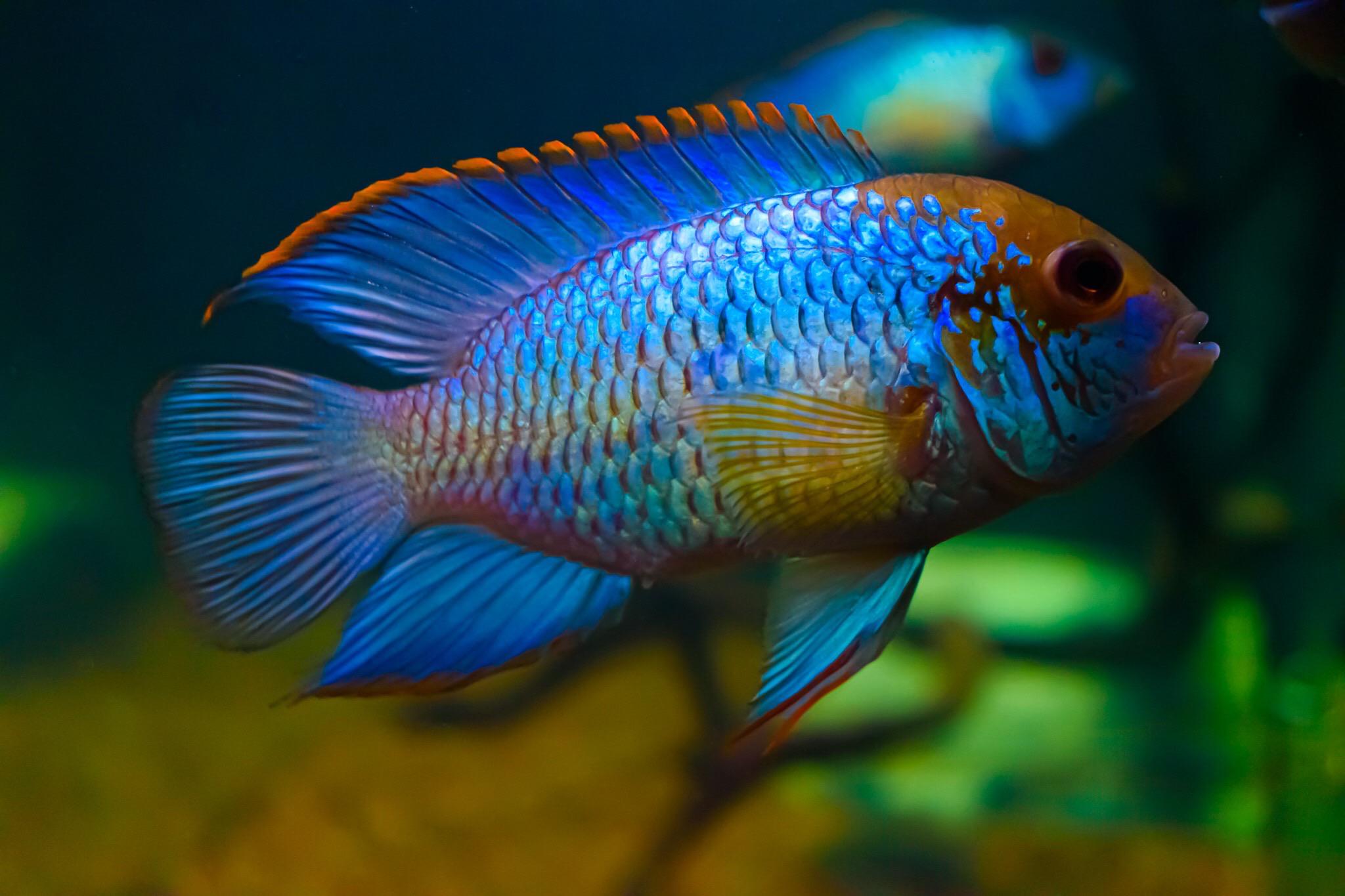 Electric Blue Maingano Cichlid