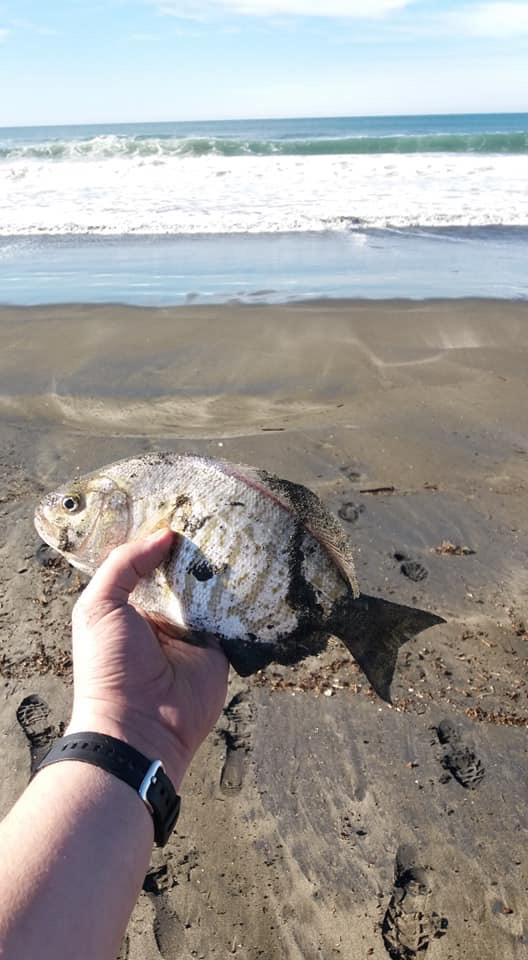 Surf perch , Monterey CA r/SurfFishing