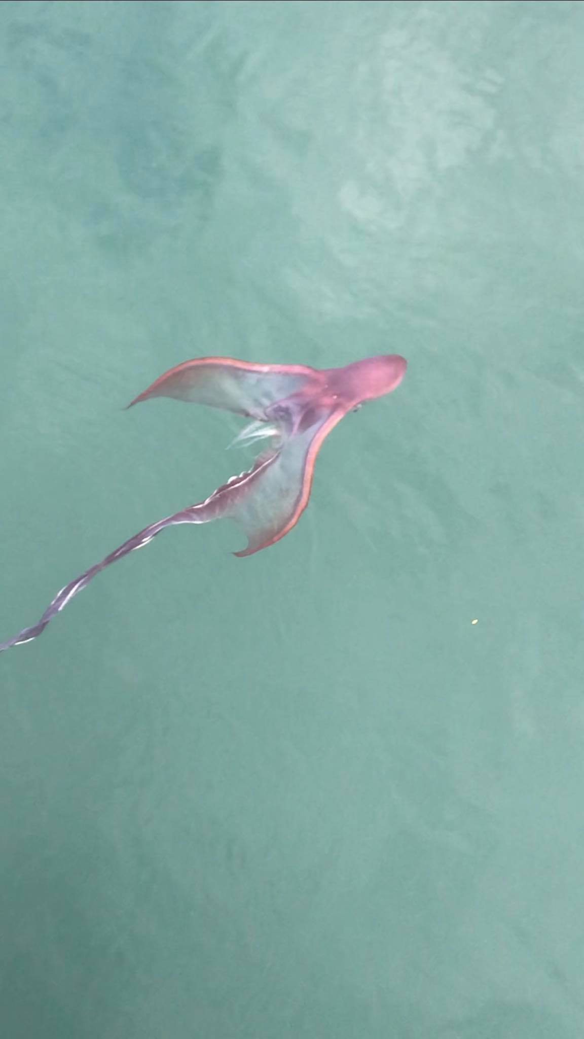 Found in the Philippines, not sure but is it a Blanket Octopus? r