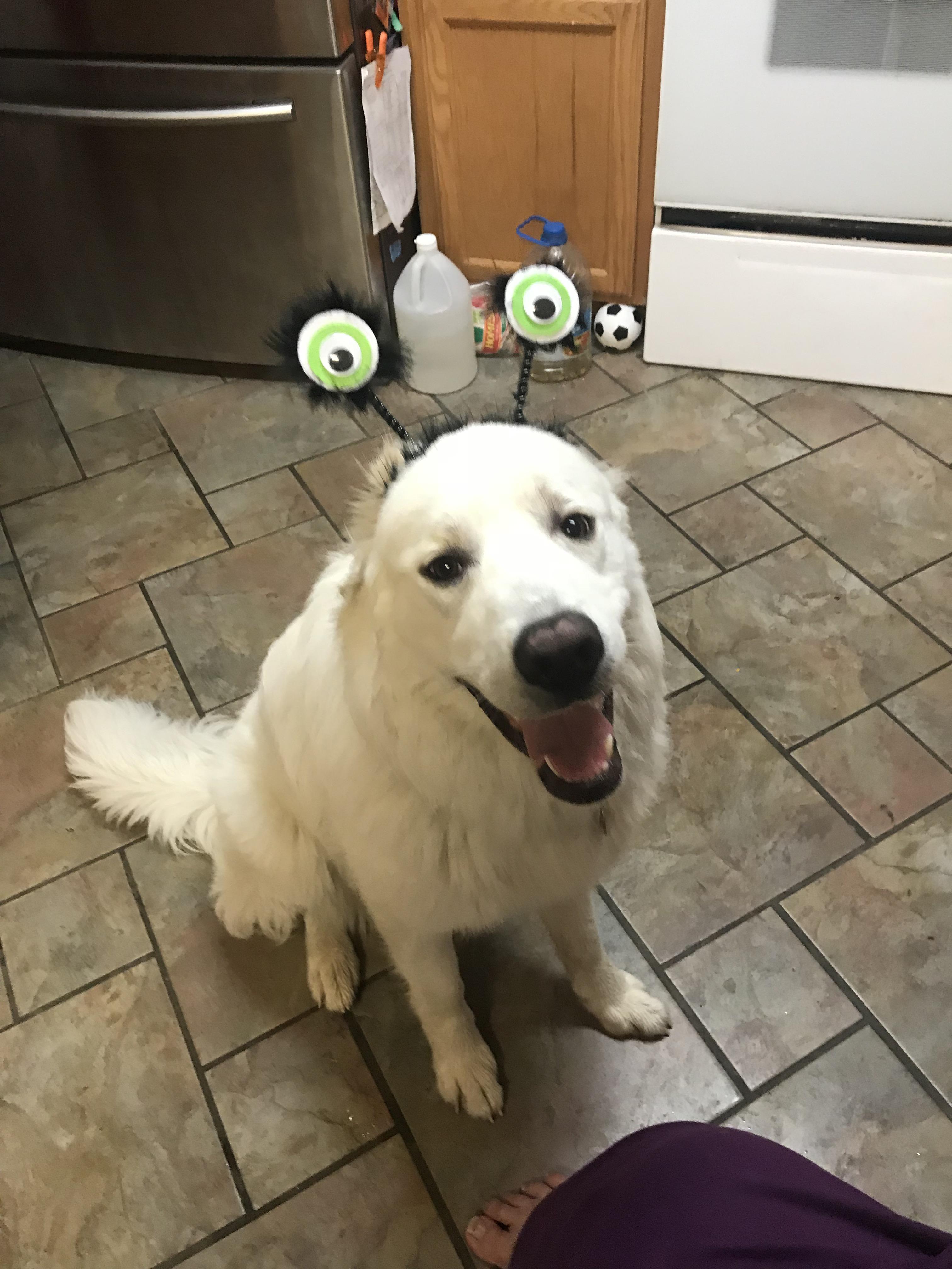 Spooky Boi aww