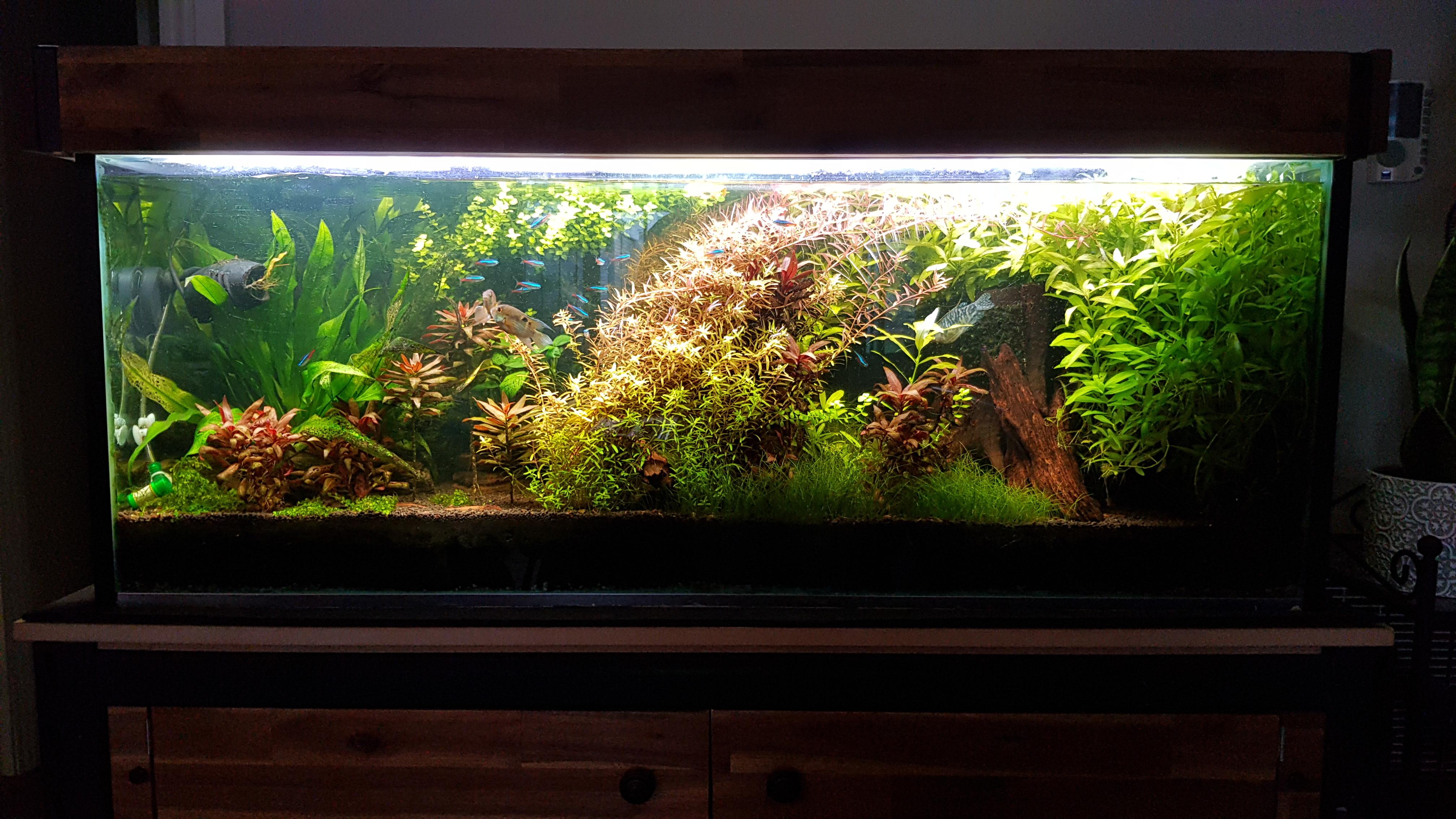 Time for a trim Aquariums